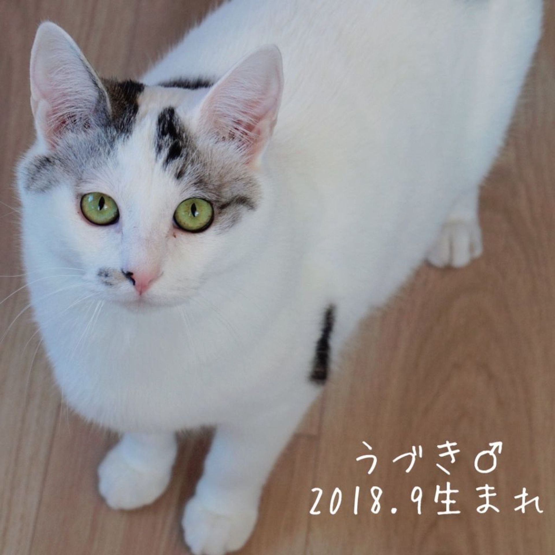 雑種（ミックス猫）・オスの里親募集の写真