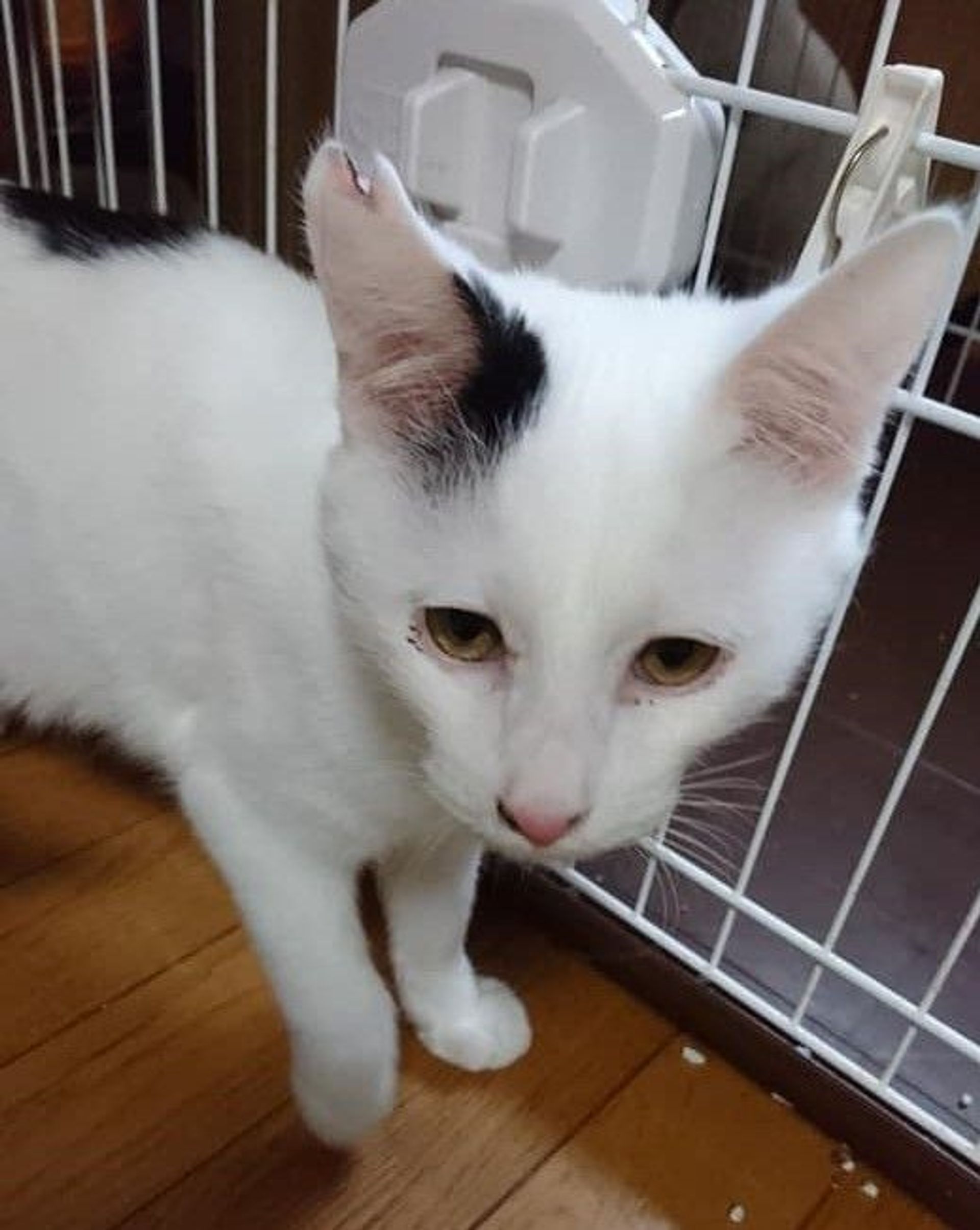 雑種（ミックス猫）・オスの里親募集の写真