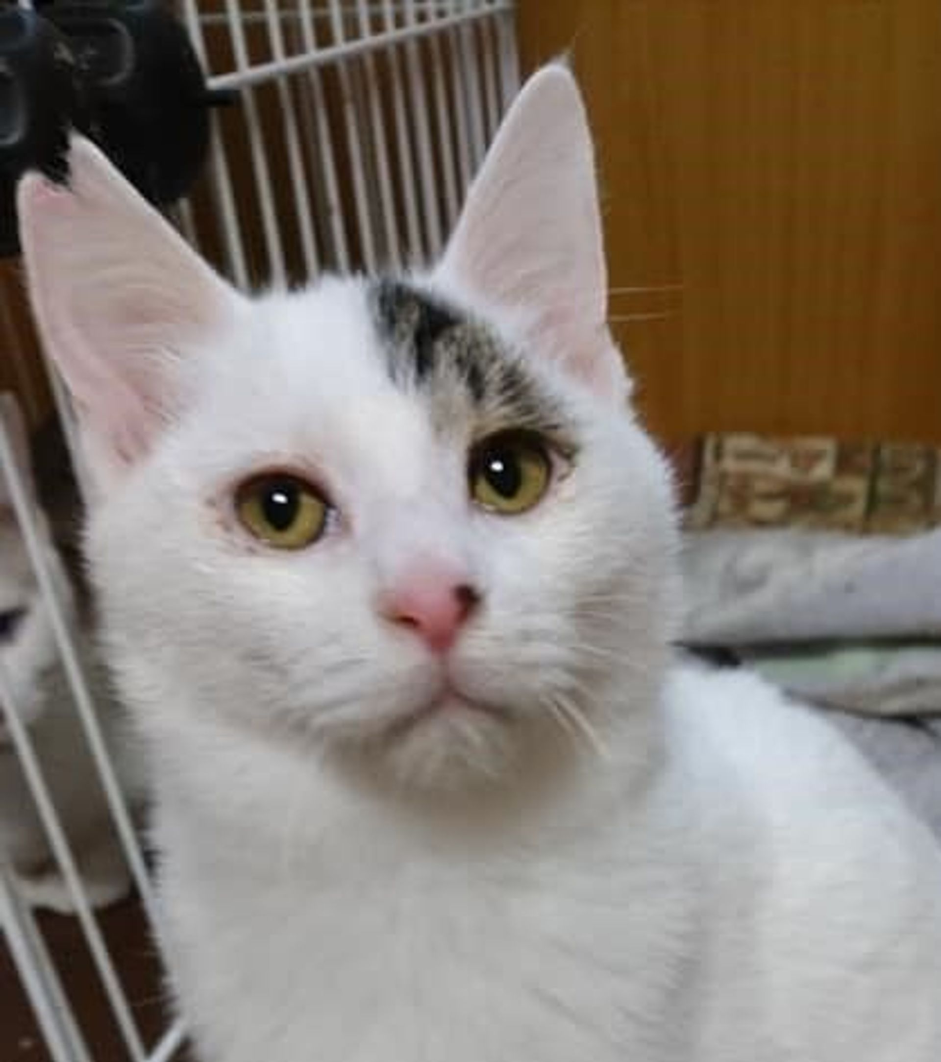 雑種（ミックス猫）・オスの里親募集の写真