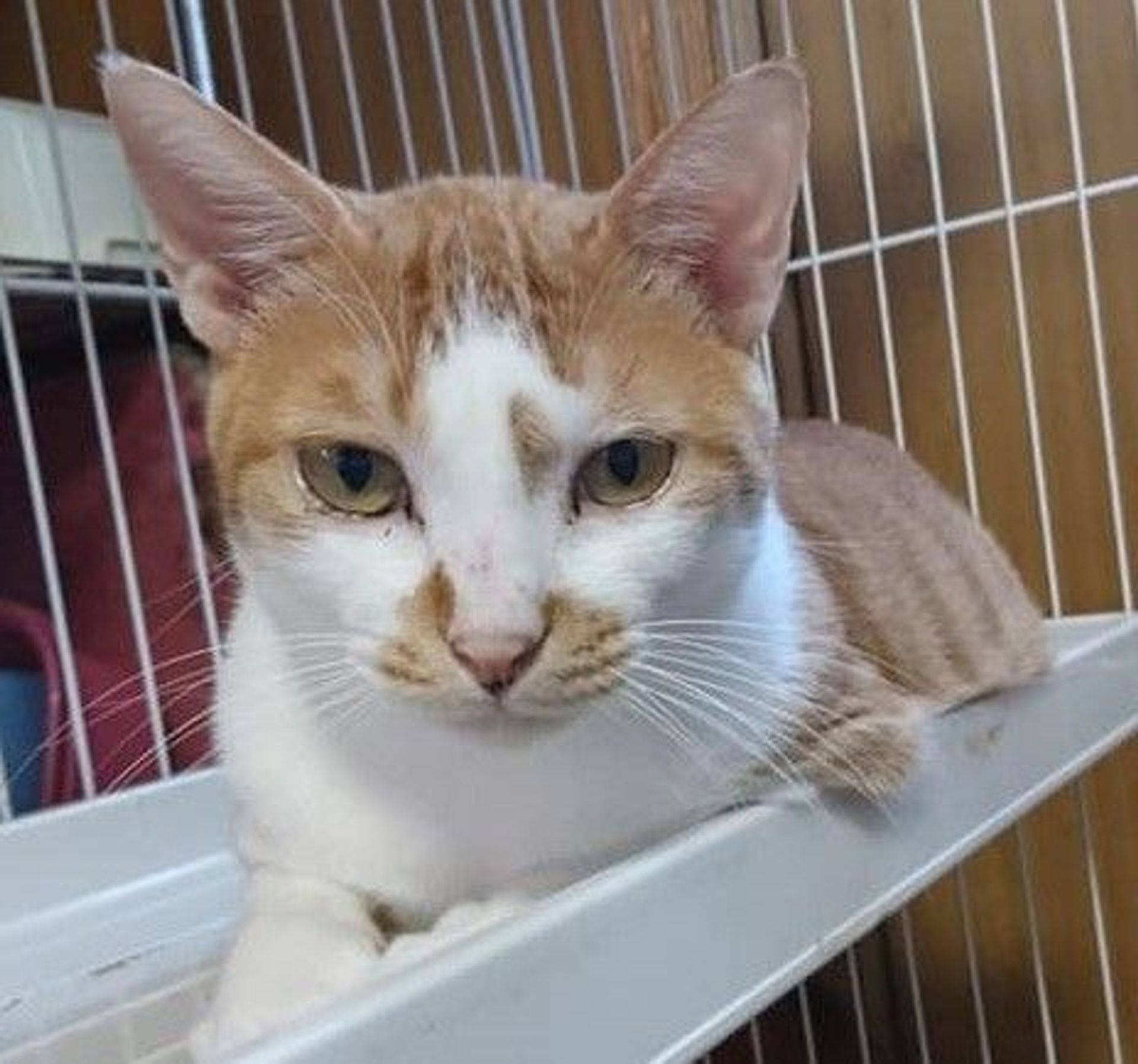 雑種（ミックス猫）・オスの里親募集の写真