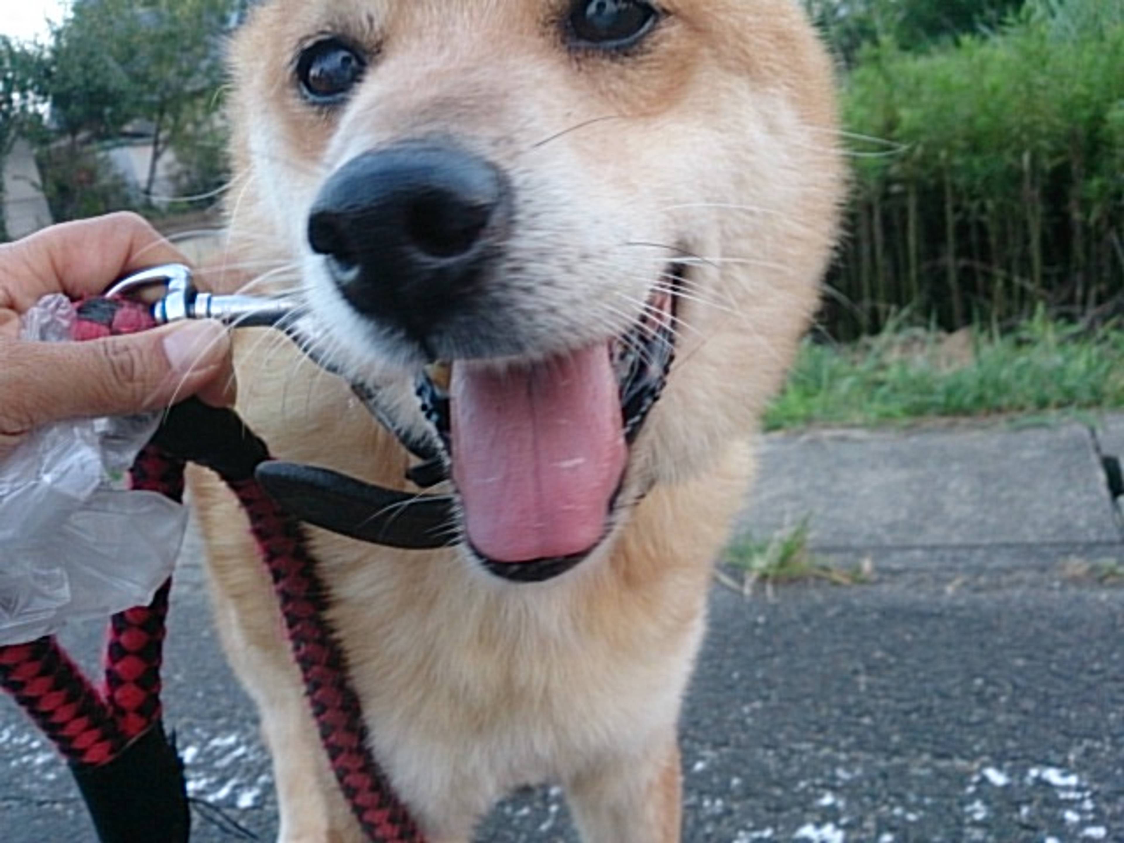 雑種（ミックス犬）・オスの里親募集の写真