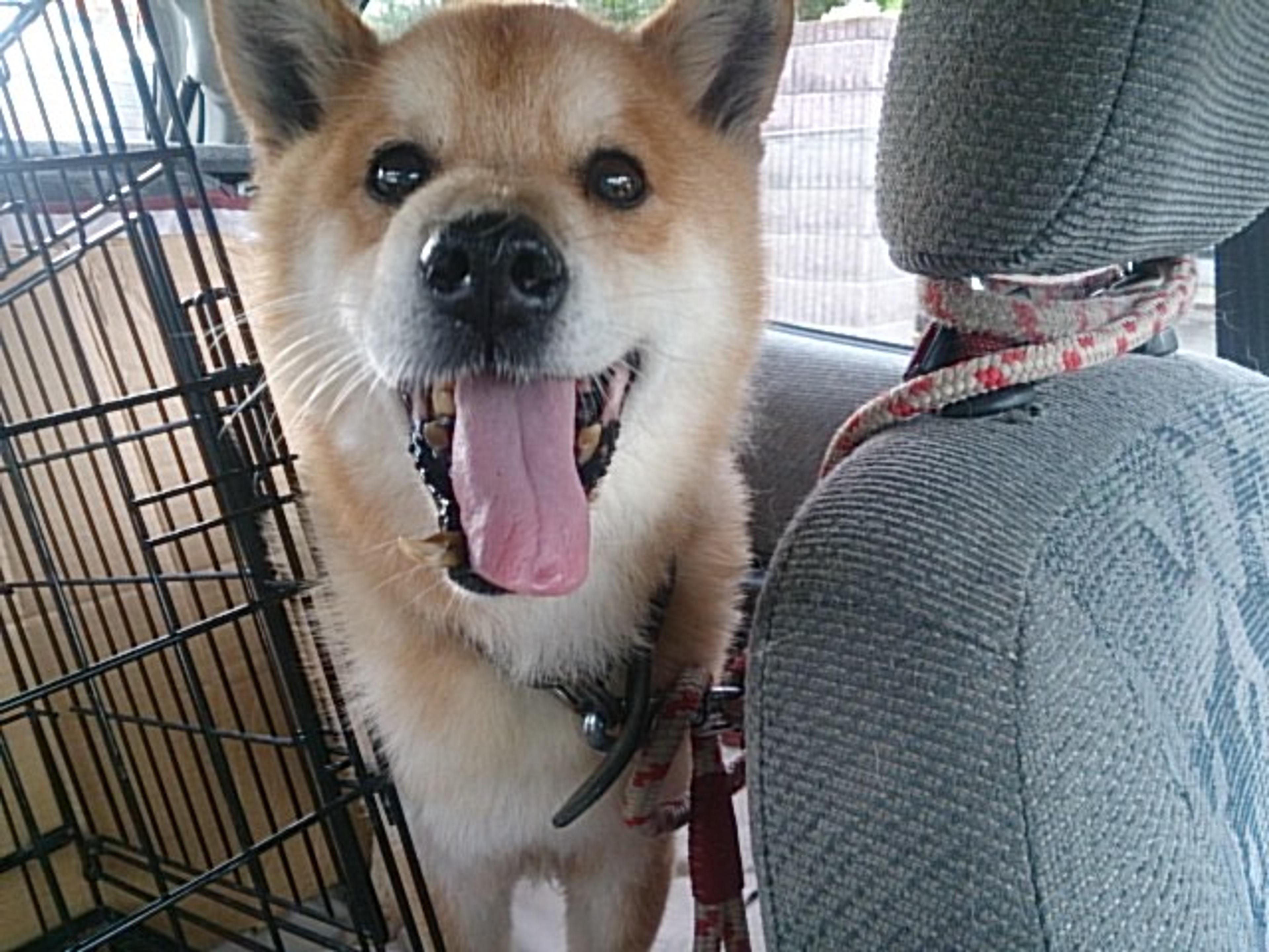 pet-image-2