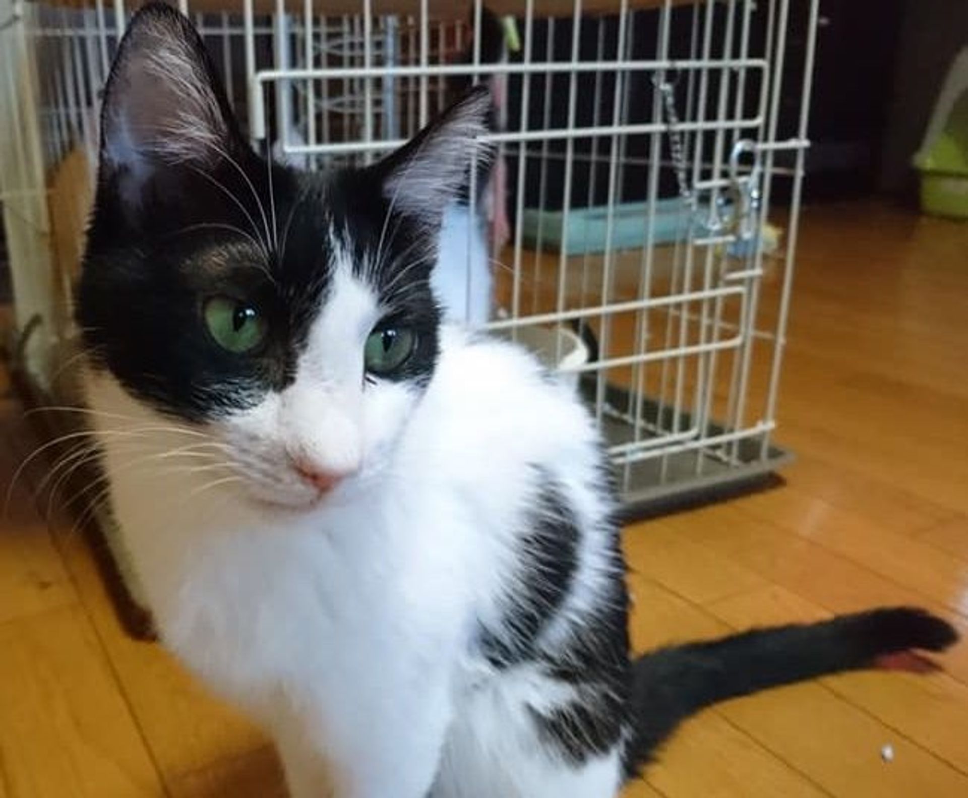 雑種（ミックス猫）・メスの里親募集の写真