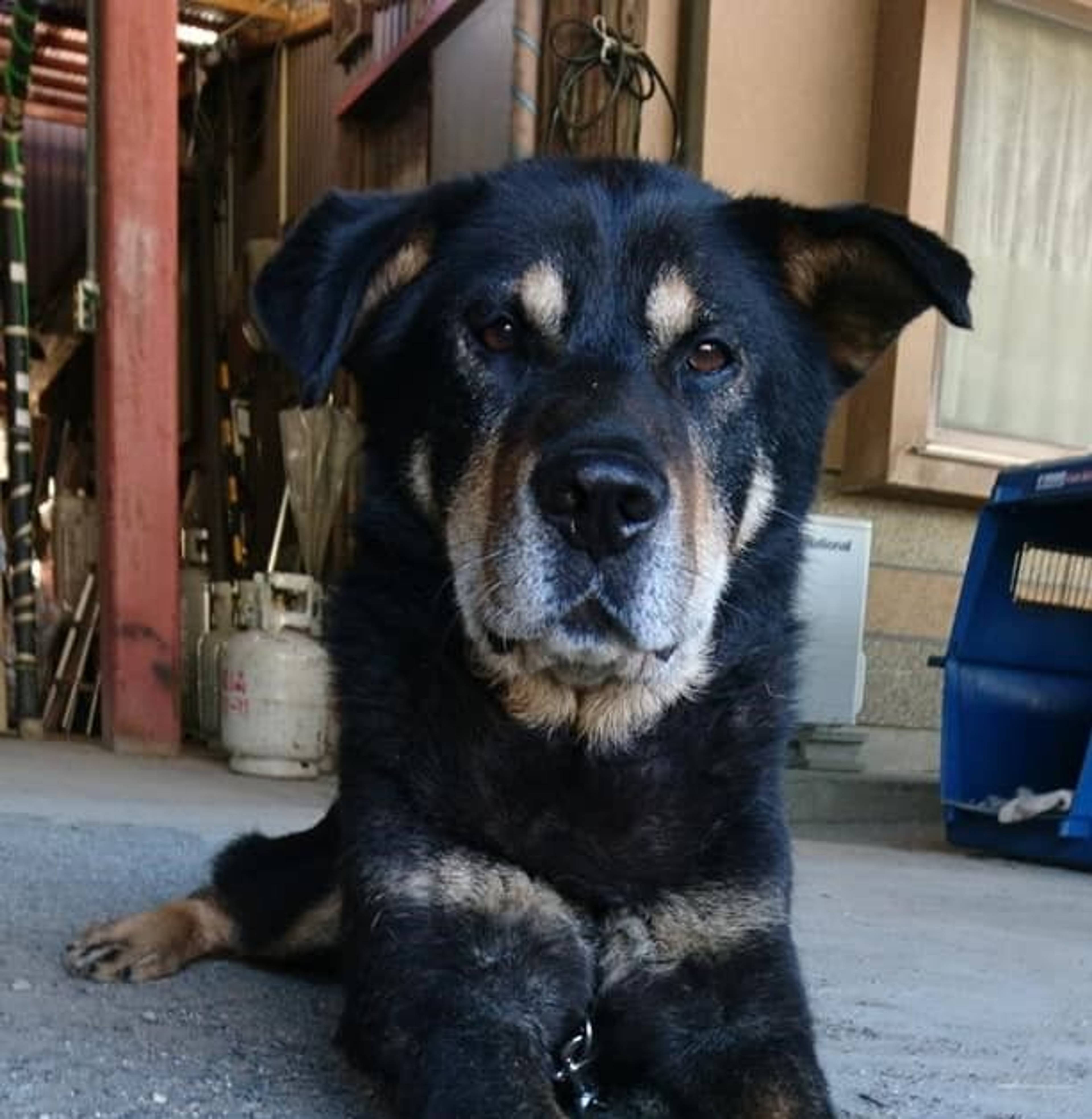 雑種（ミックス犬）・オスの里親募集の写真