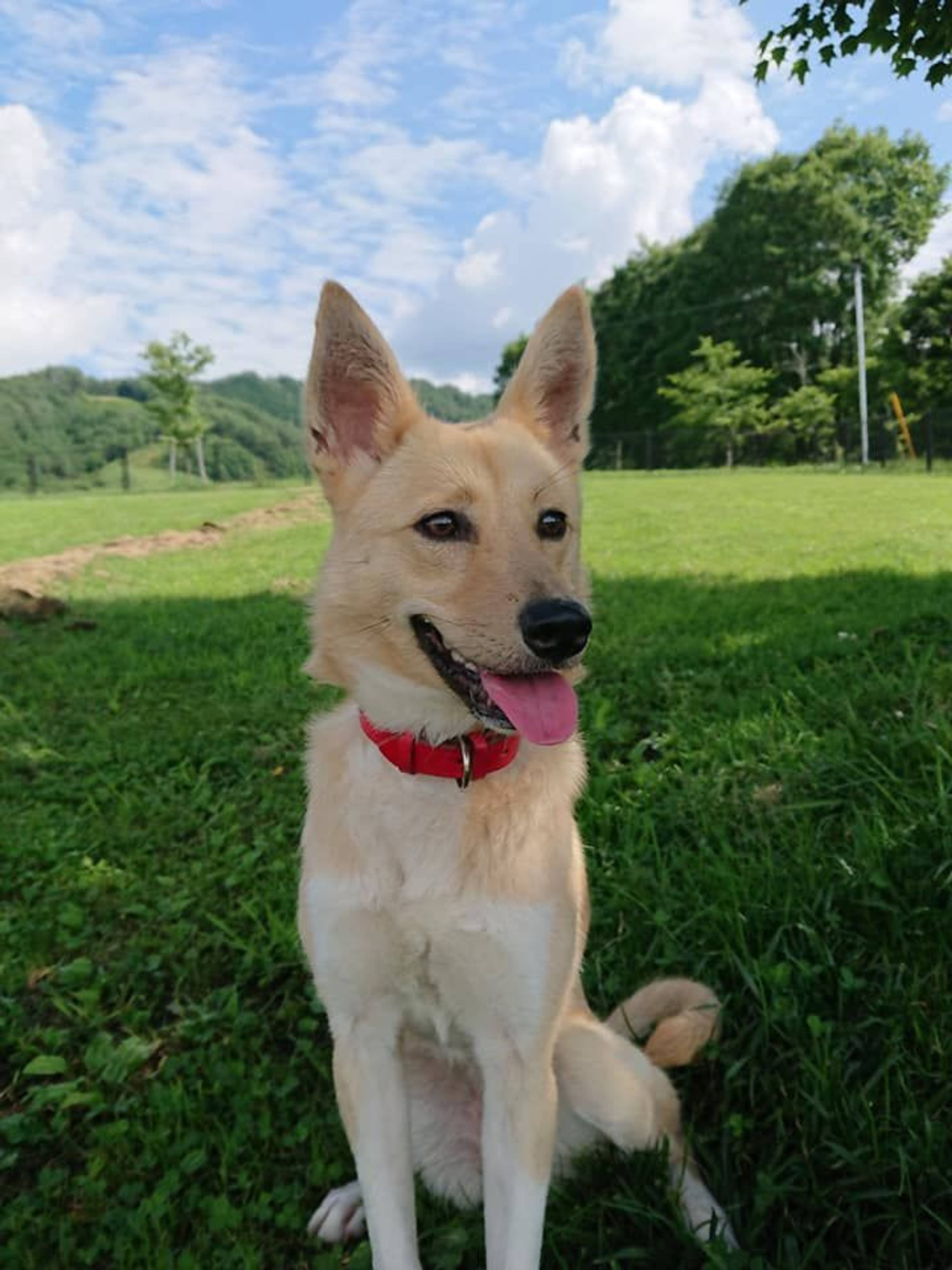 雑種（ミックス犬）・メスの里親募集の写真