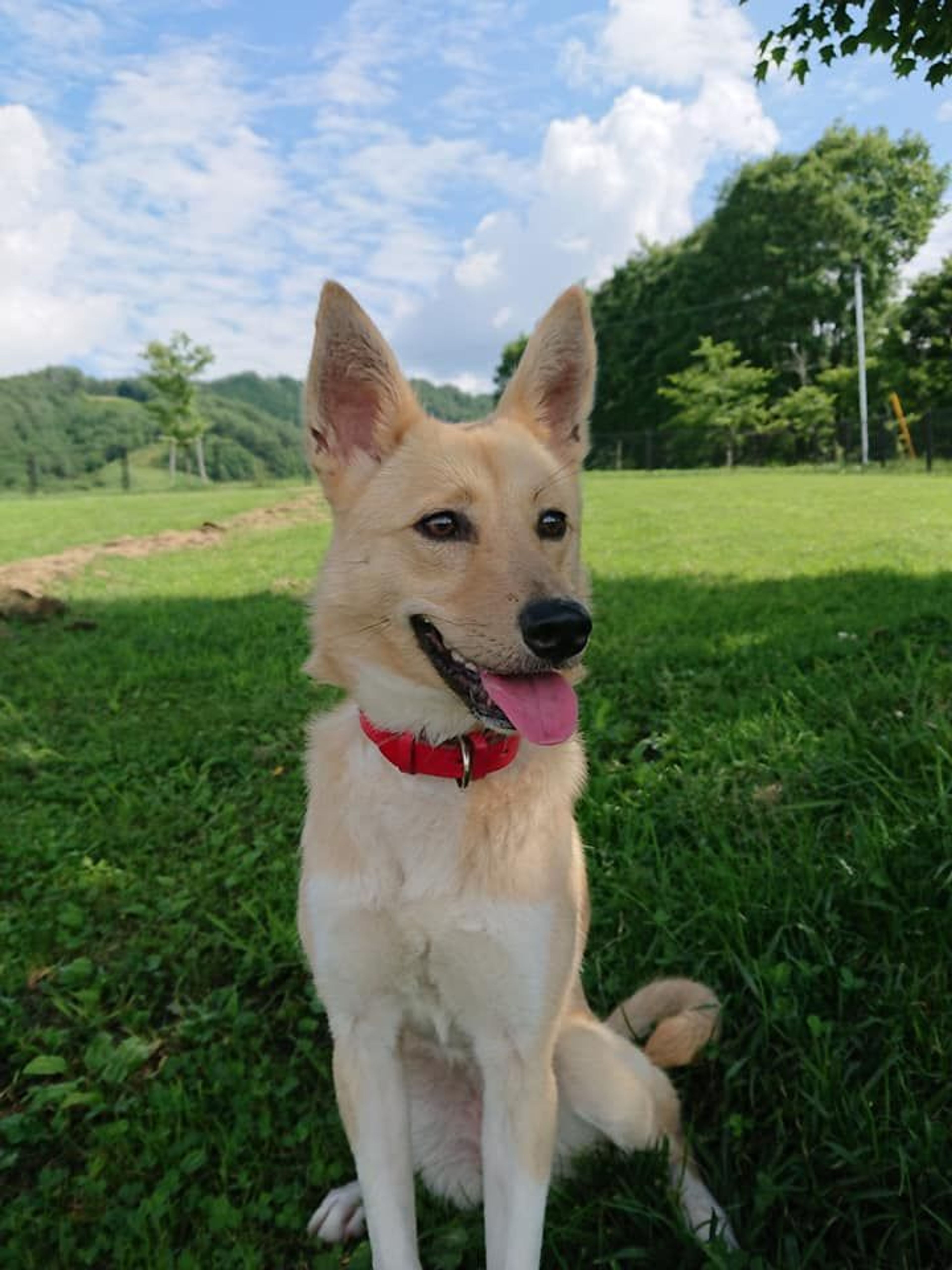 雑種（ミックス犬）・メスの里親募集の写真