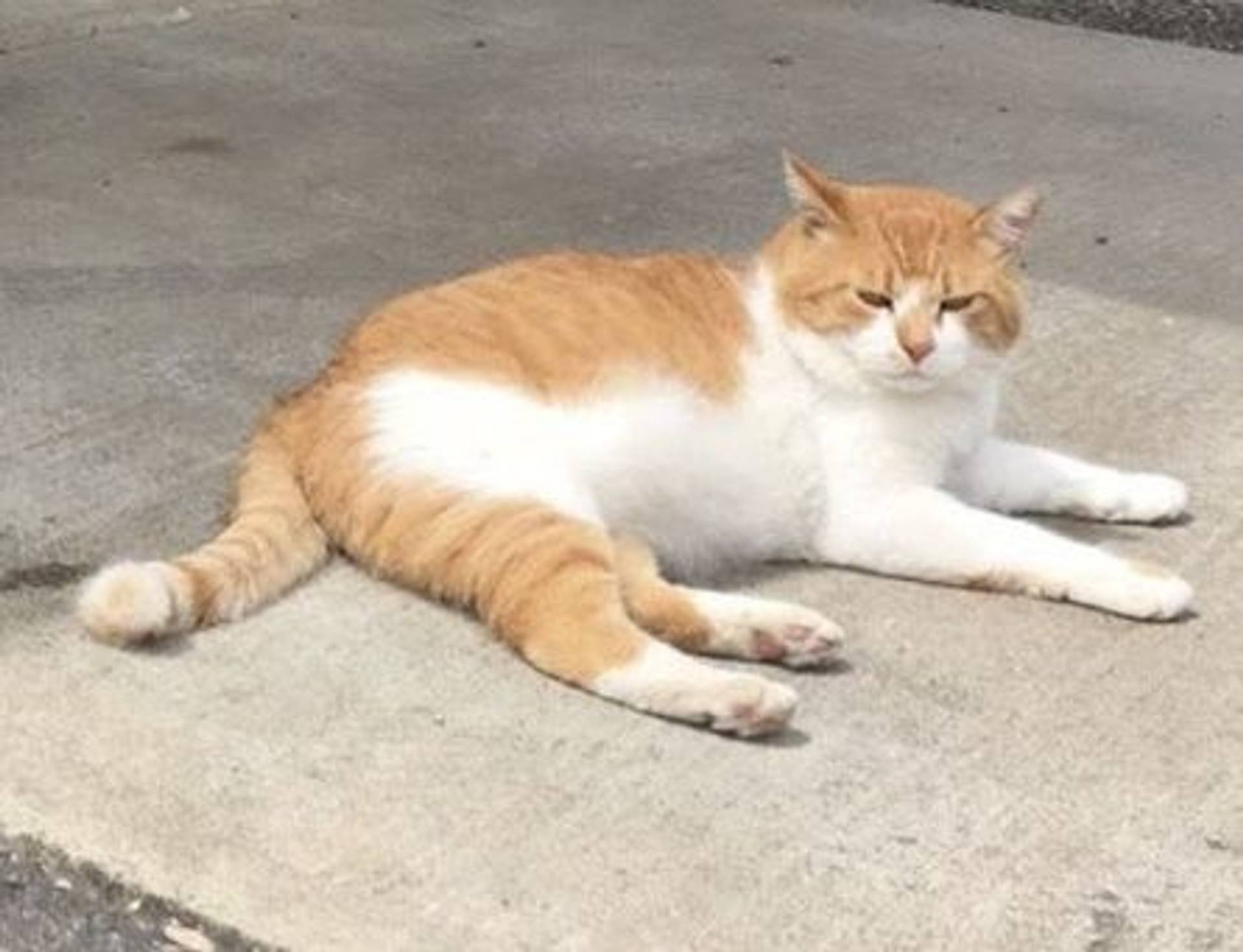 雑種（ミックス猫）・オスの里親募集の写真
