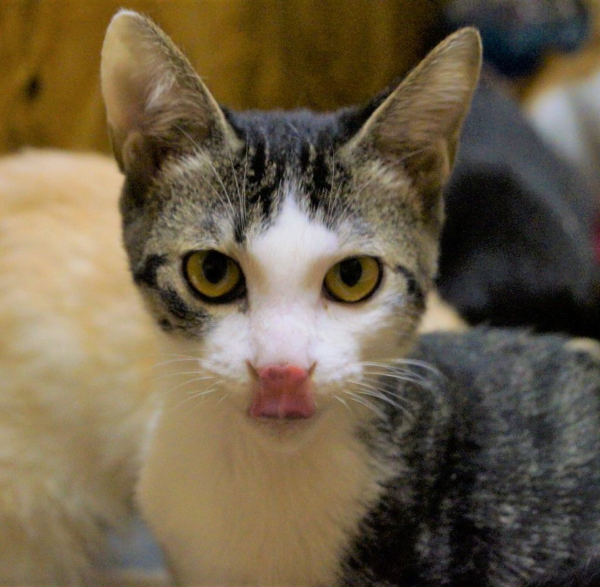 雑種（ミックス猫）・オスの里親募集の写真