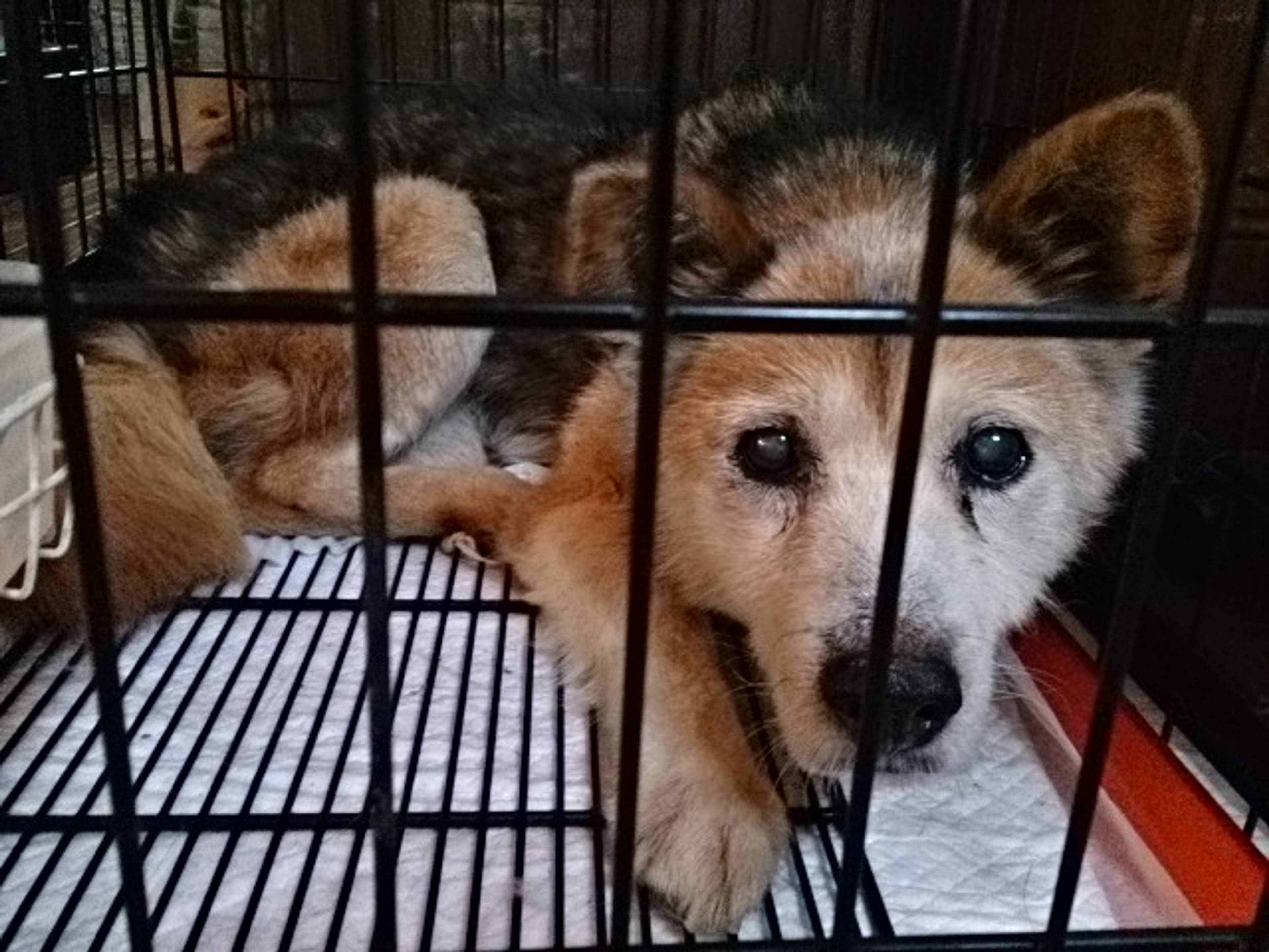 雑種（ミックス犬）・オスの里親募集の写真