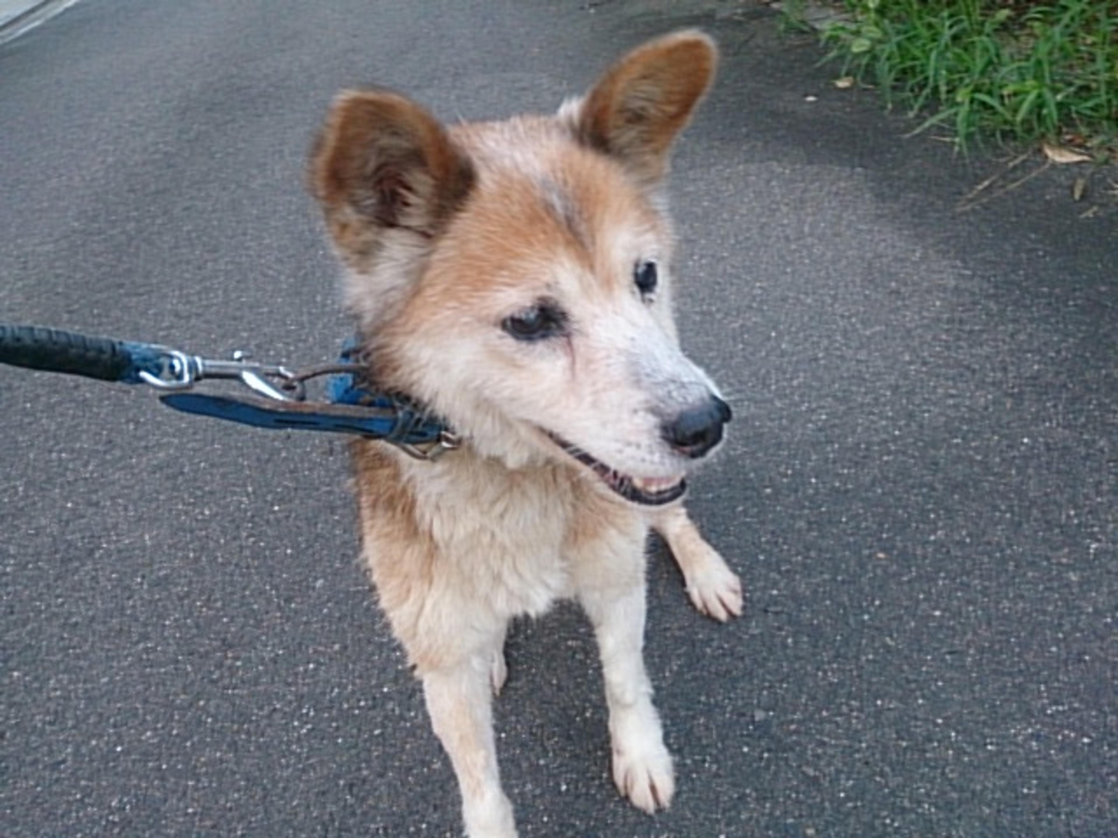 pet-image-3