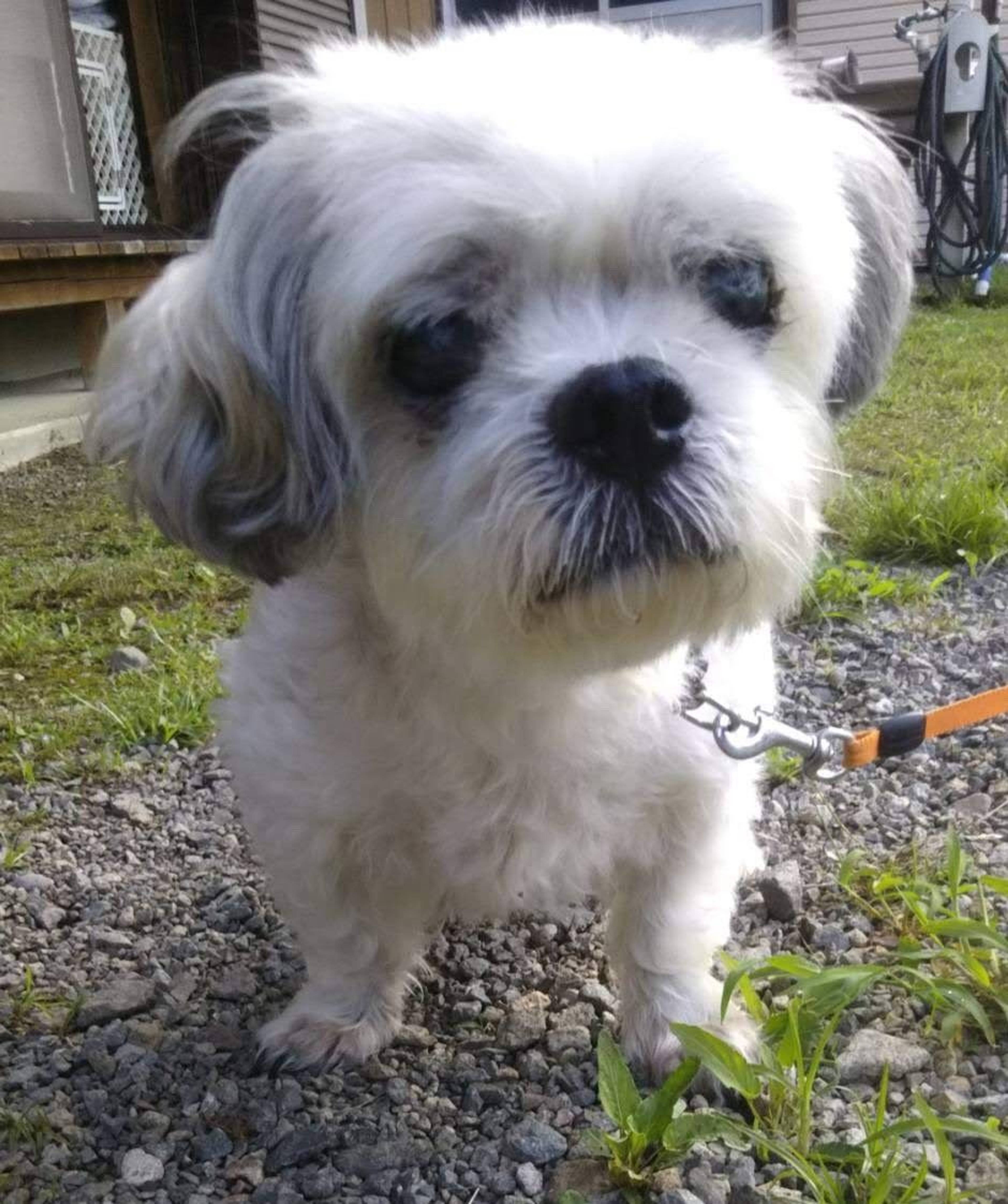 雑種（ミックス犬）・オスの里親募集の写真