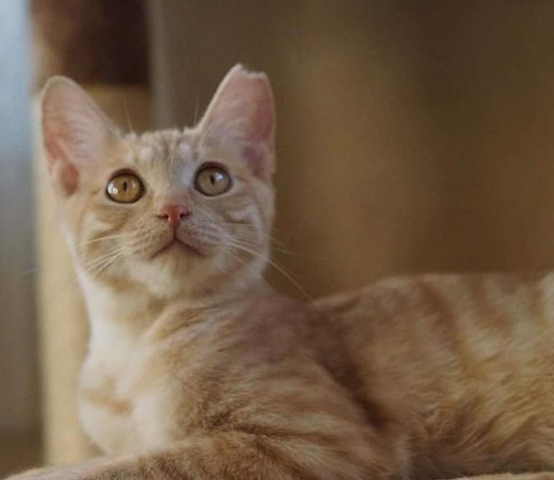 雑種（ミックス猫）・メスの里親募集の写真