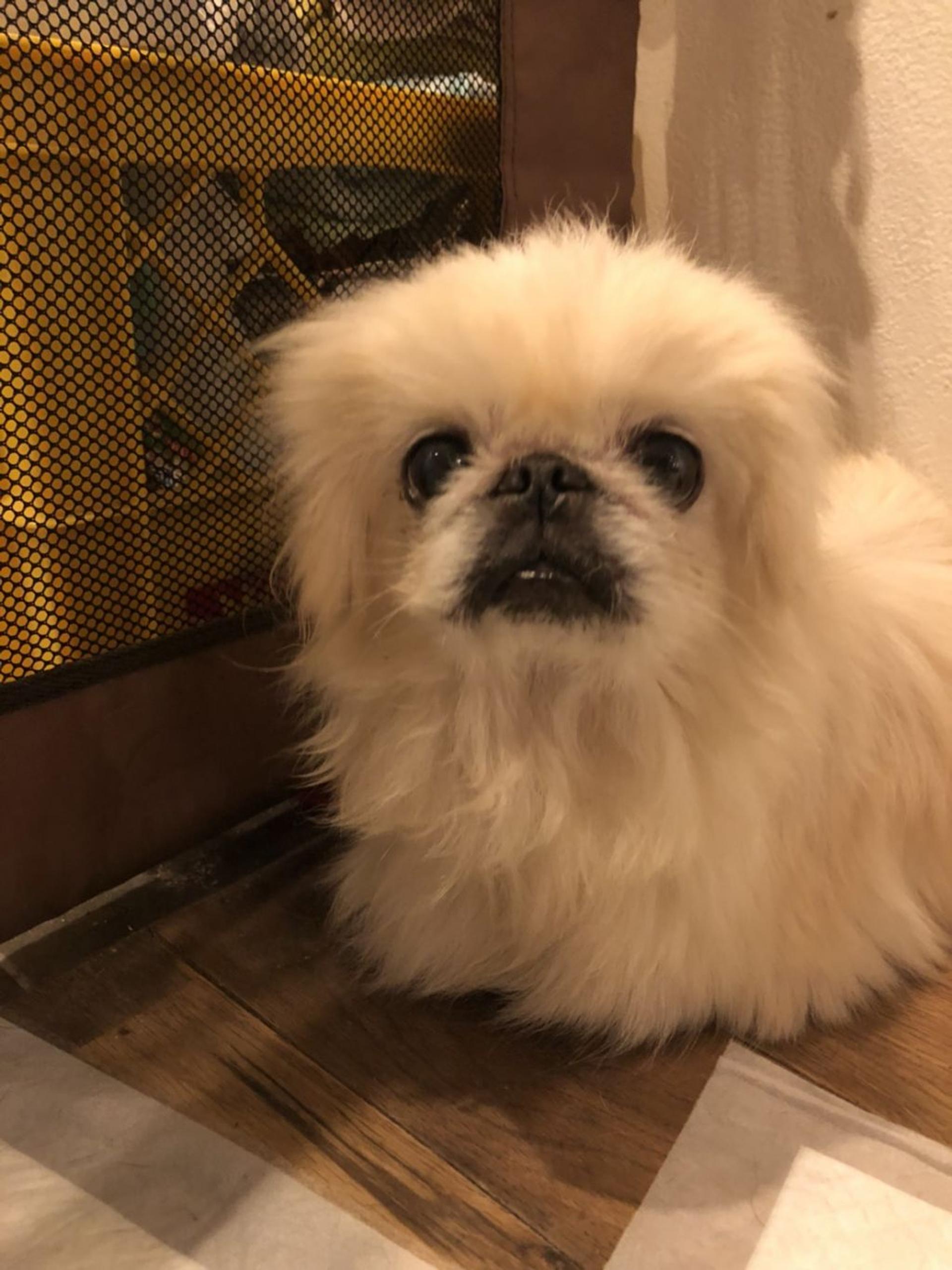 pet-image-2