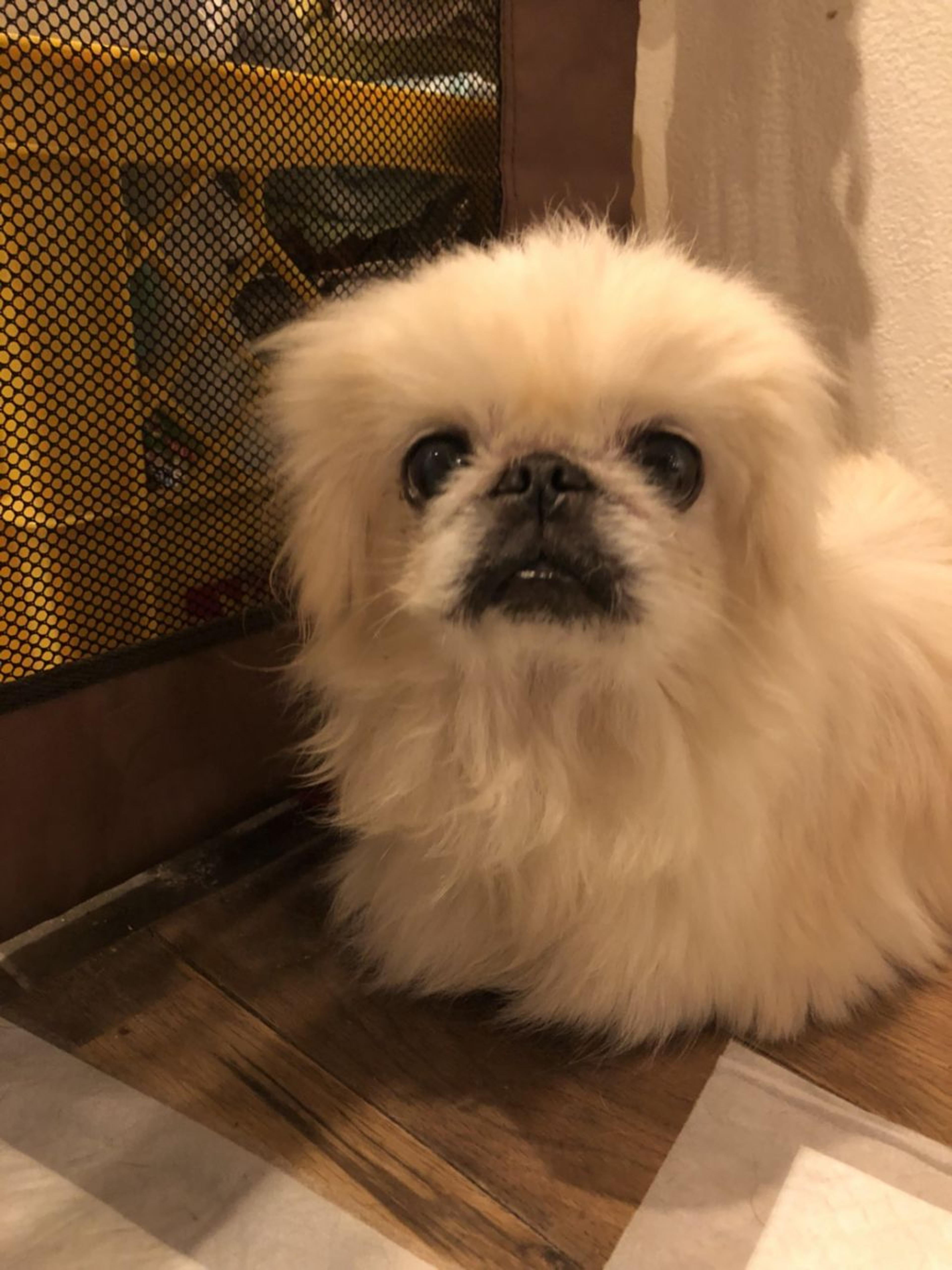 pet-image-2