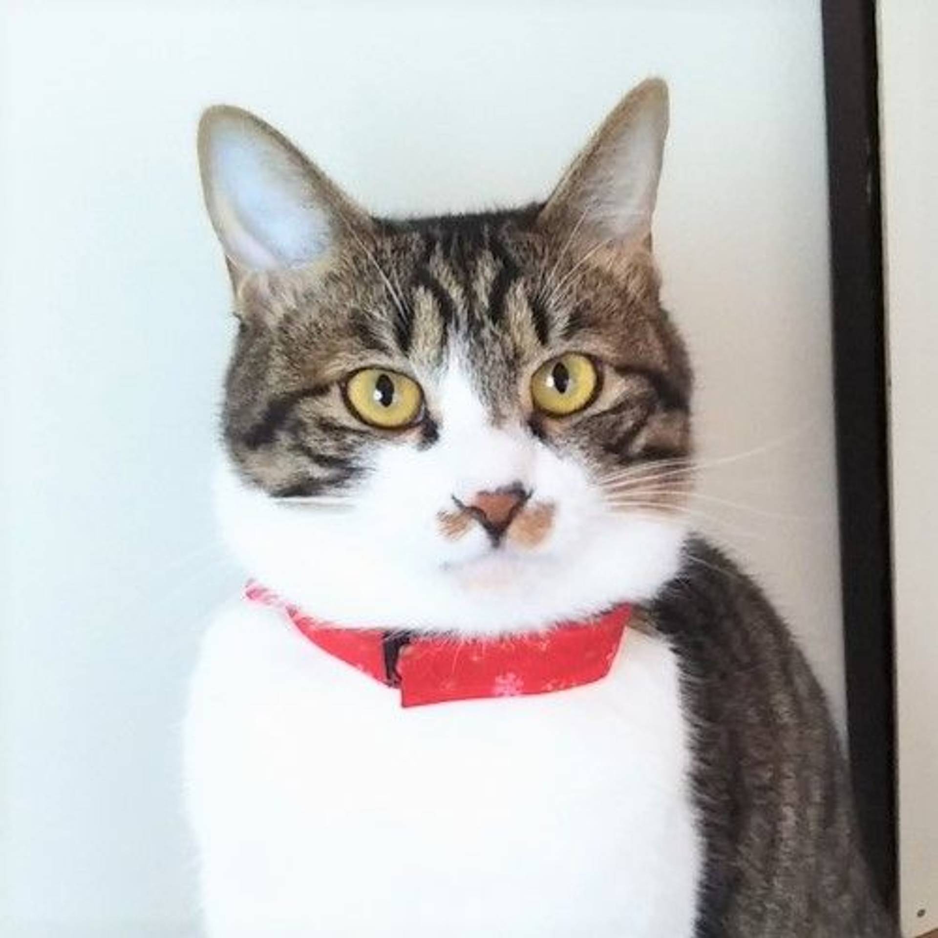 雑種（ミックス猫）・オスの里親募集の写真