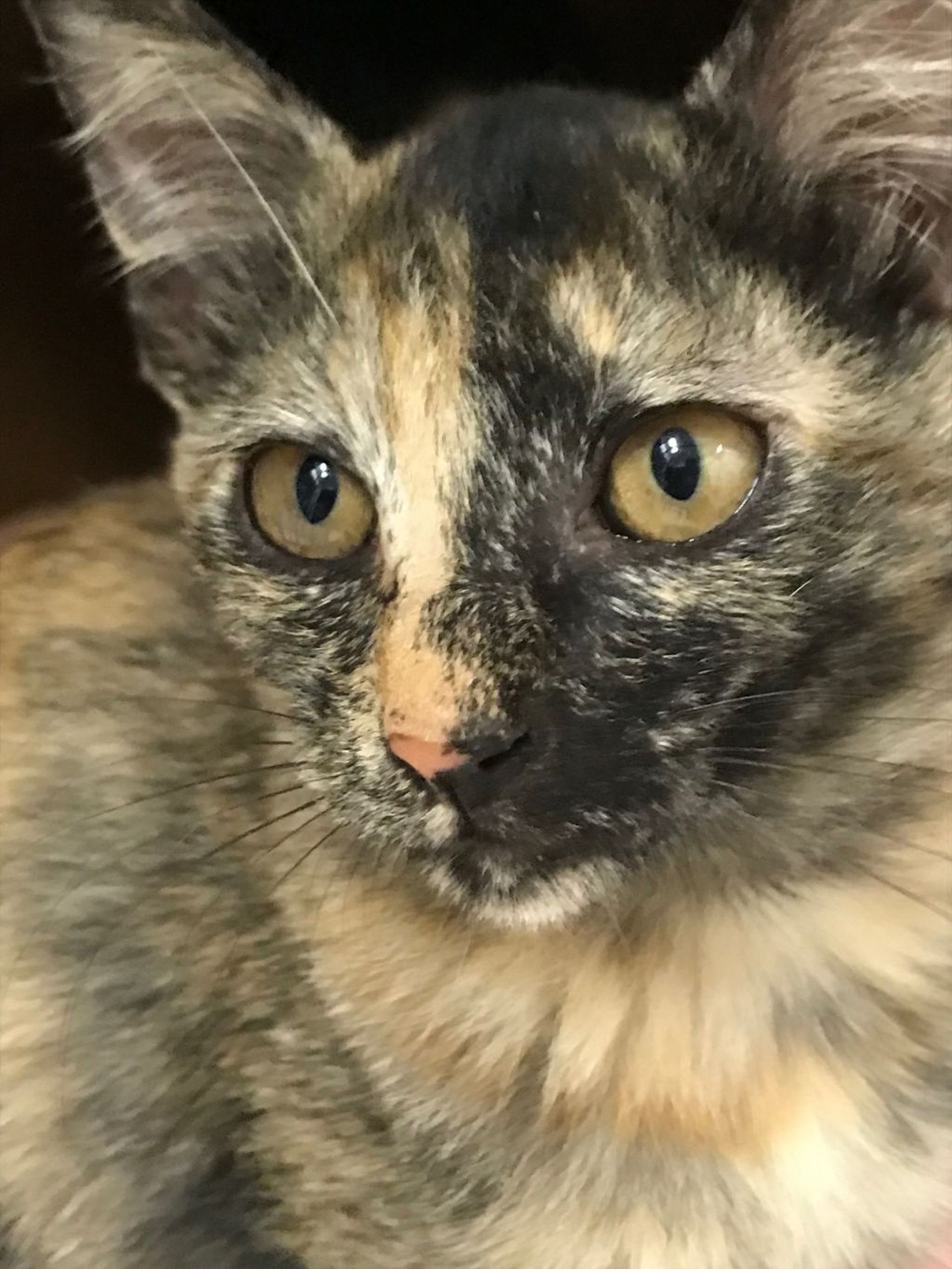 雑種（ミックス猫）・メスの里親募集の写真