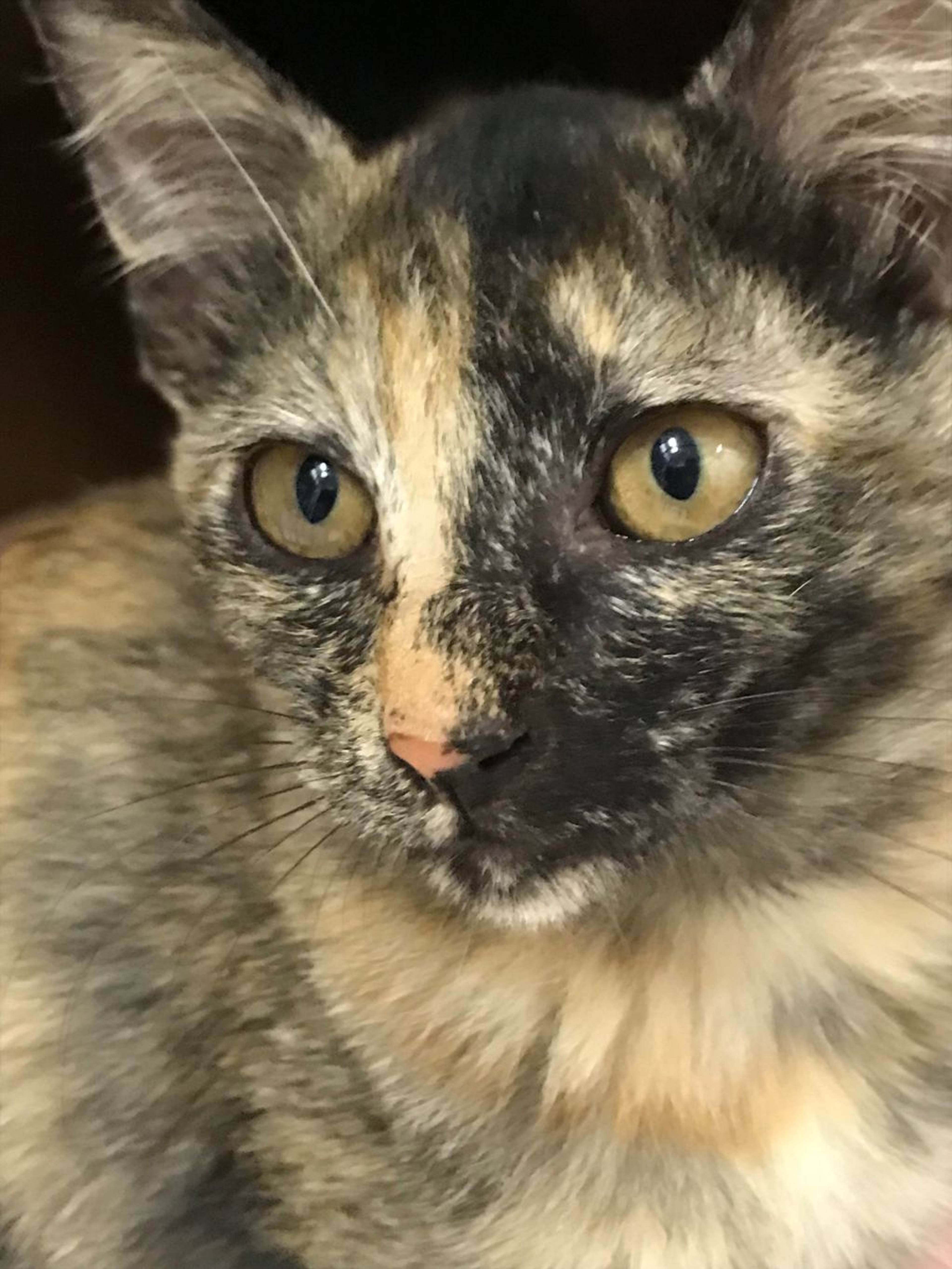 雑種（ミックス猫）・メスの里親募集の写真