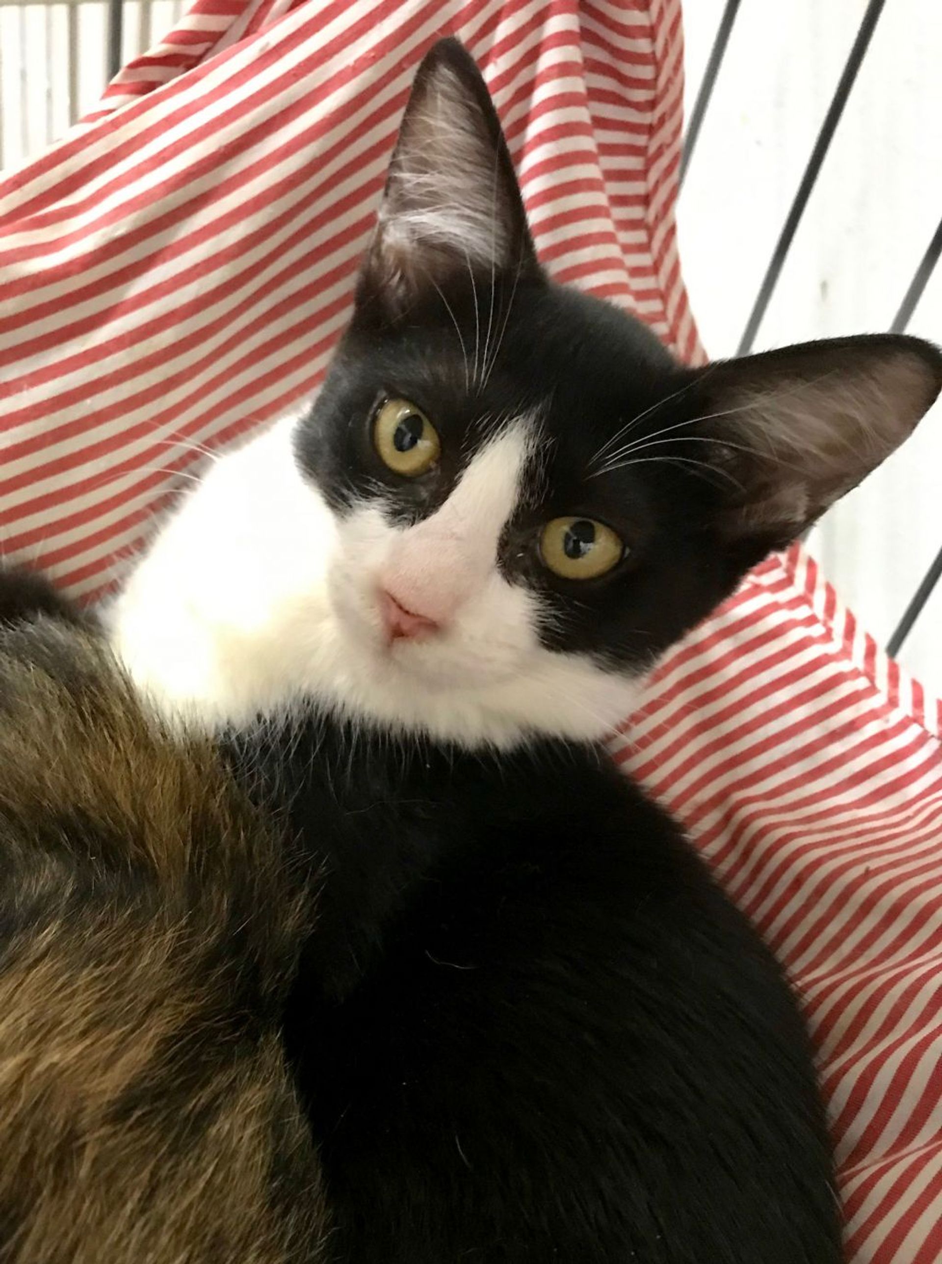 雑種（ミックス猫）・メスの里親募集の写真
