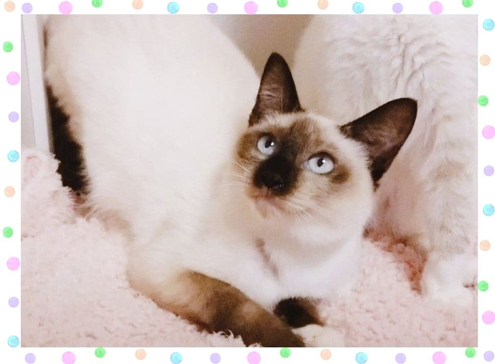 雑種（ミックス猫）・オスの里親募集の写真