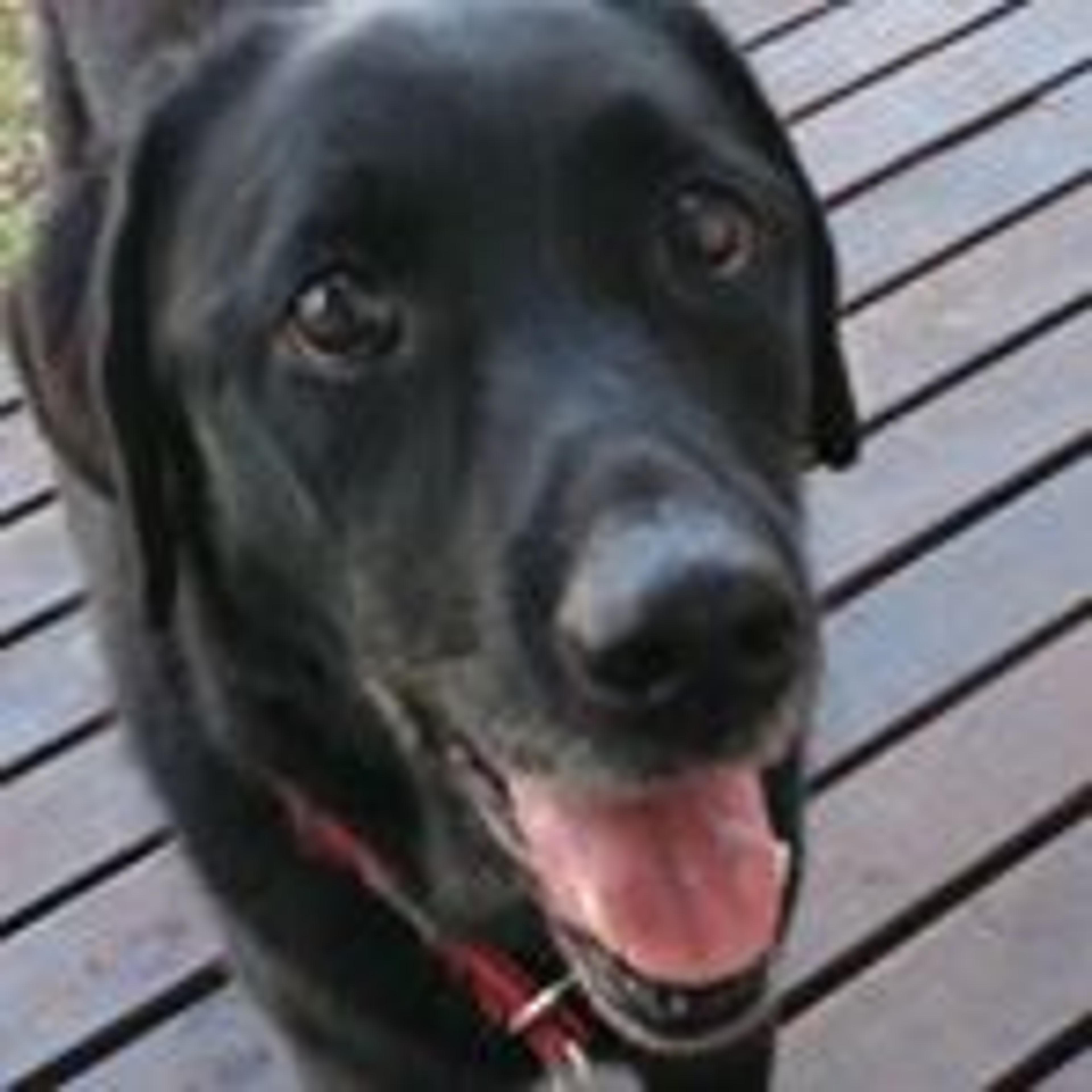 pet-image-2