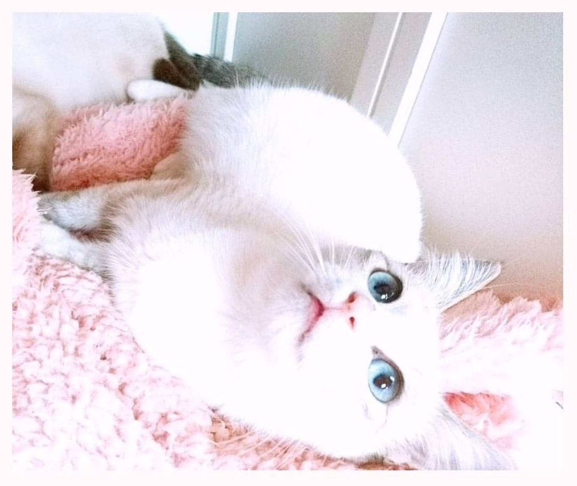 雑種（ミックス猫）・メスの里親募集の写真