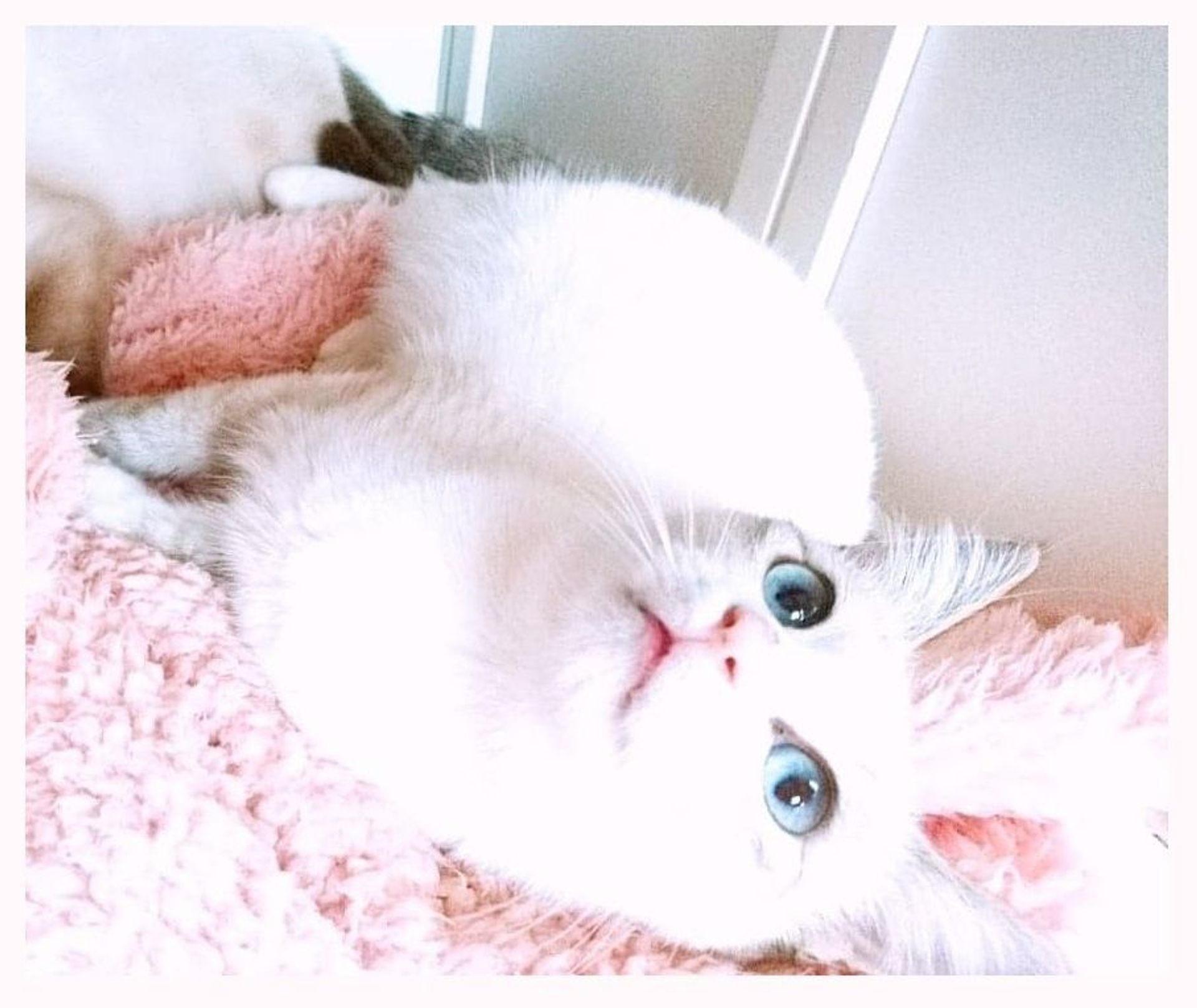 雑種（ミックス猫）・メスの里親募集の写真