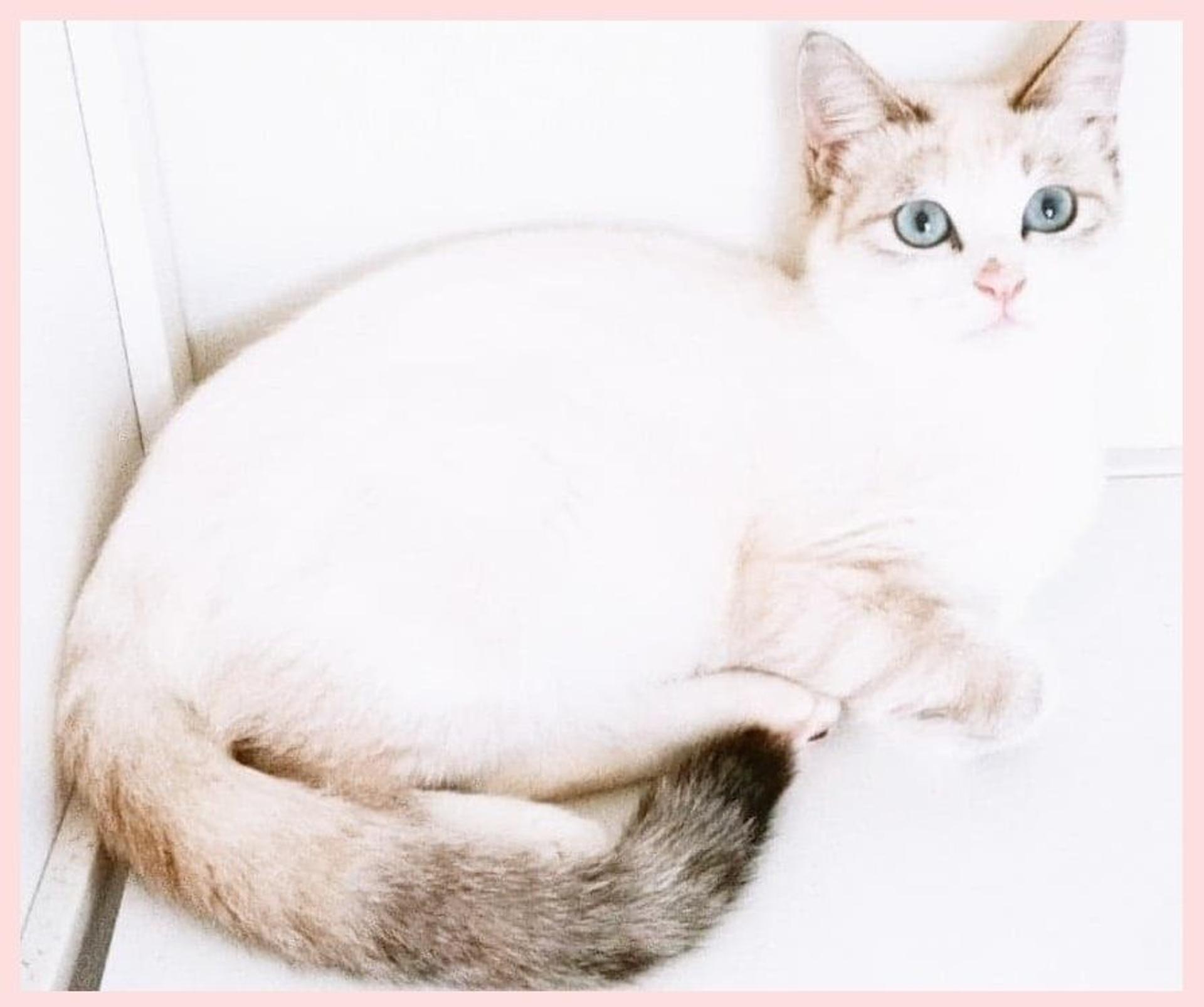 pet-image-3