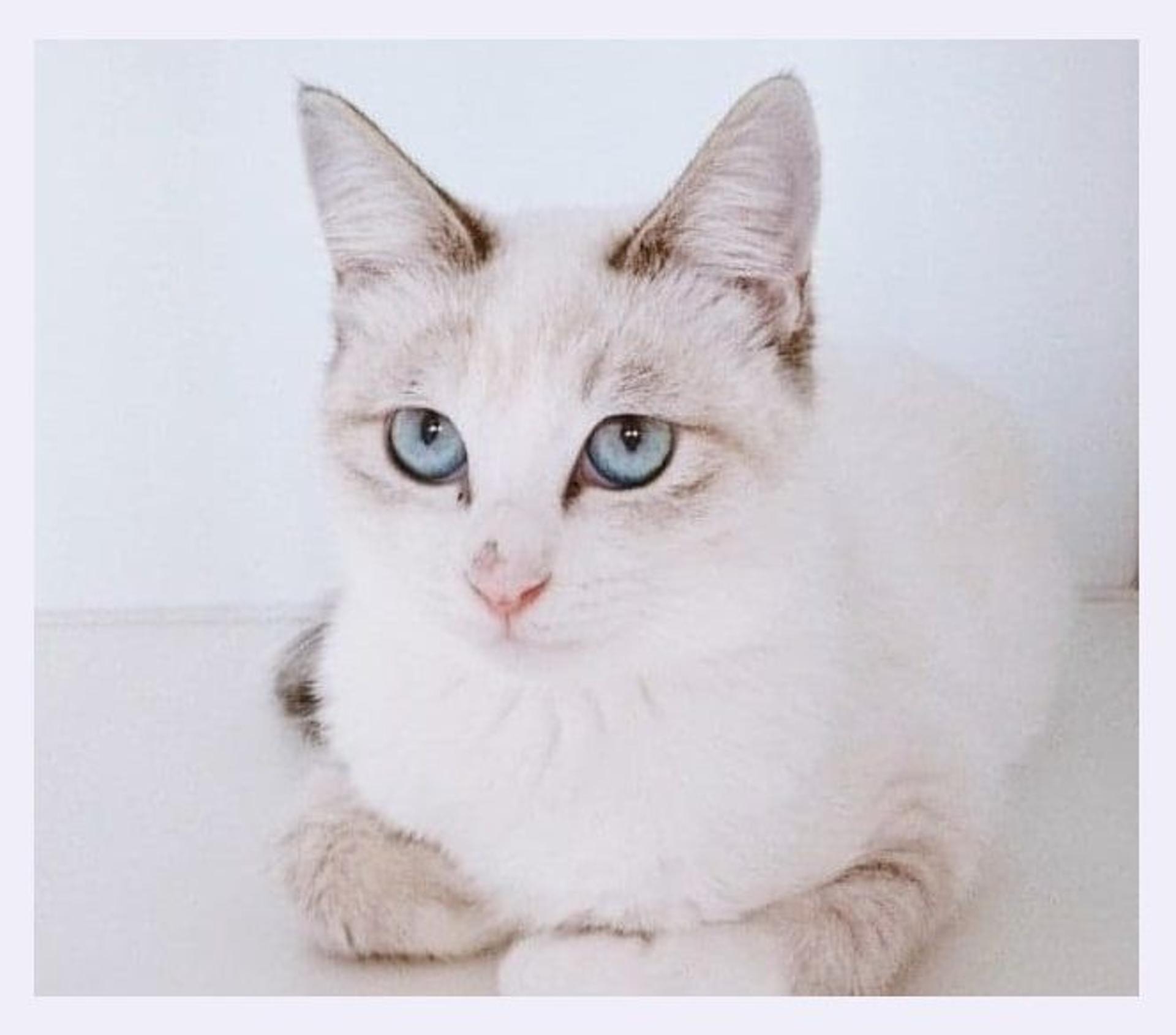 pet-image-5