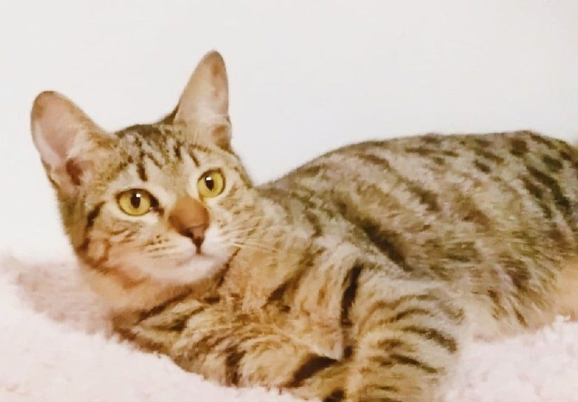 雑種（ミックス猫）・メスの里親募集の写真
