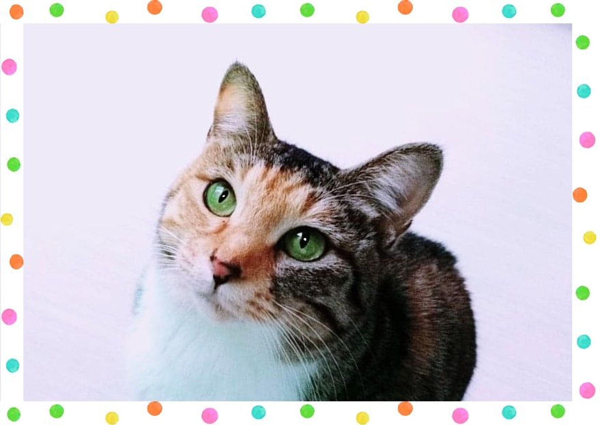 雑種（ミックス猫）・メスの里親募集の写真