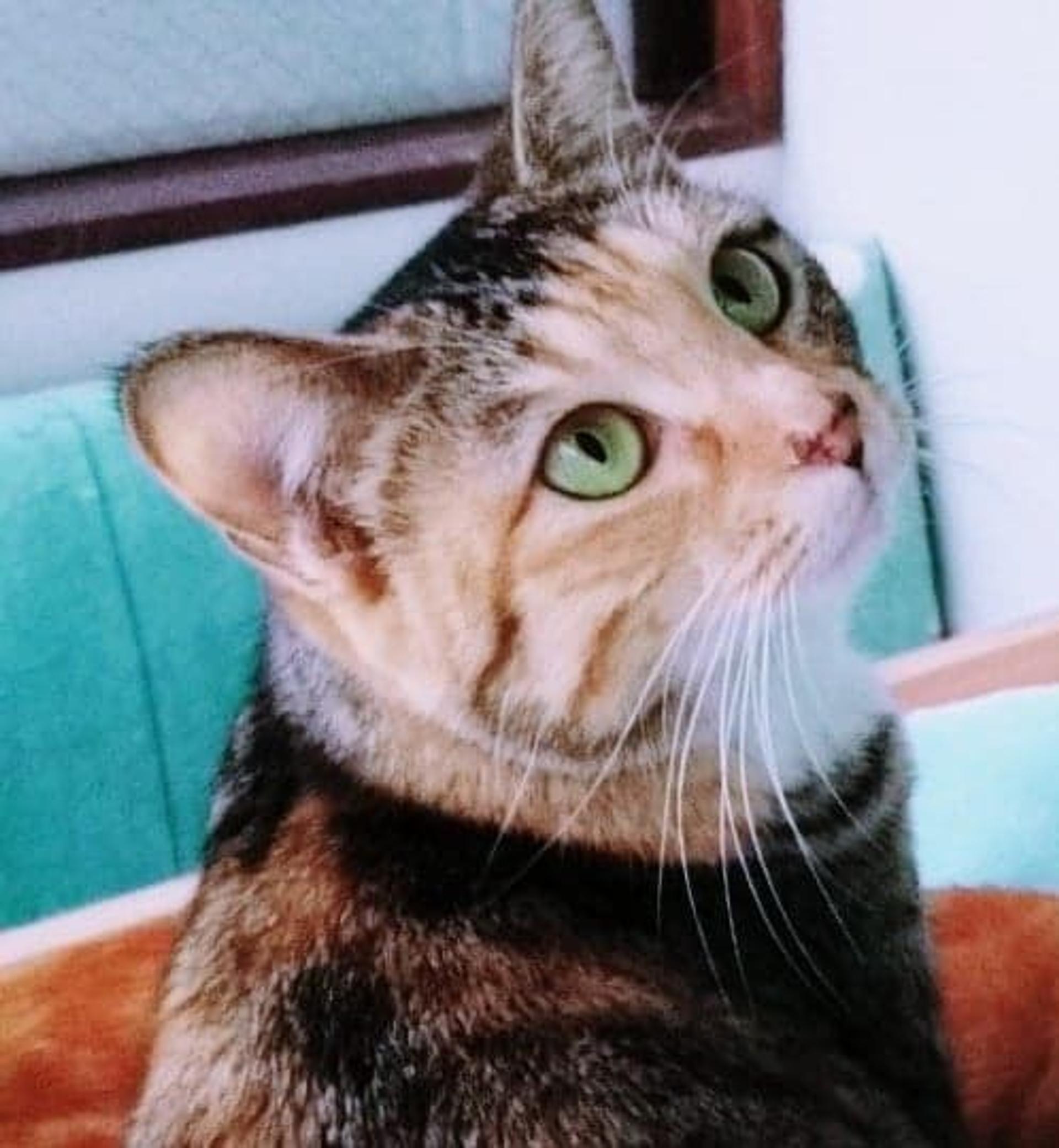 pet-image-3
