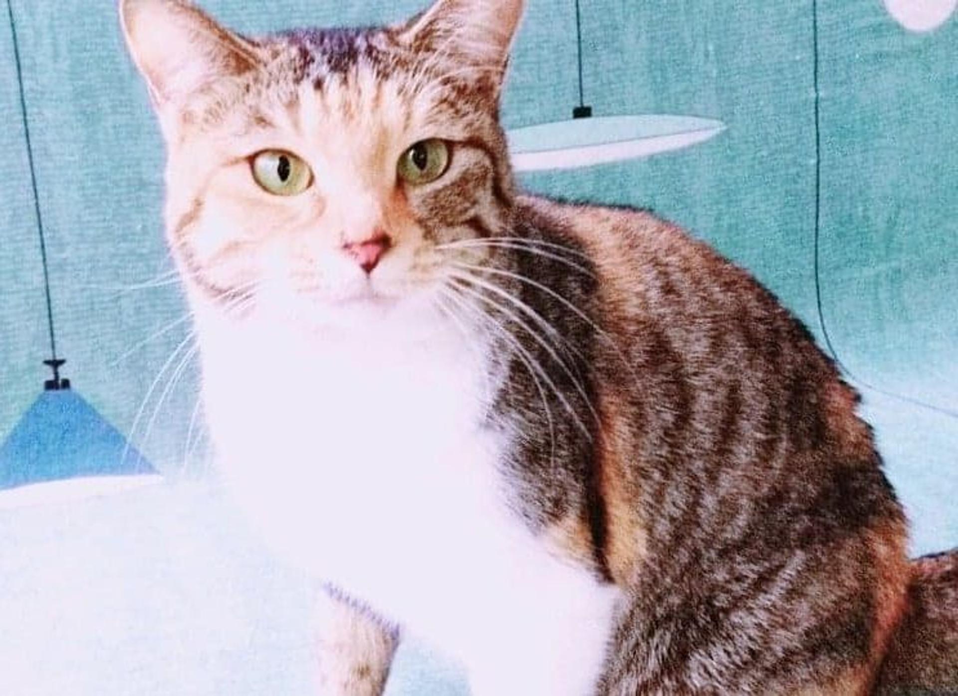 pet-image-5
