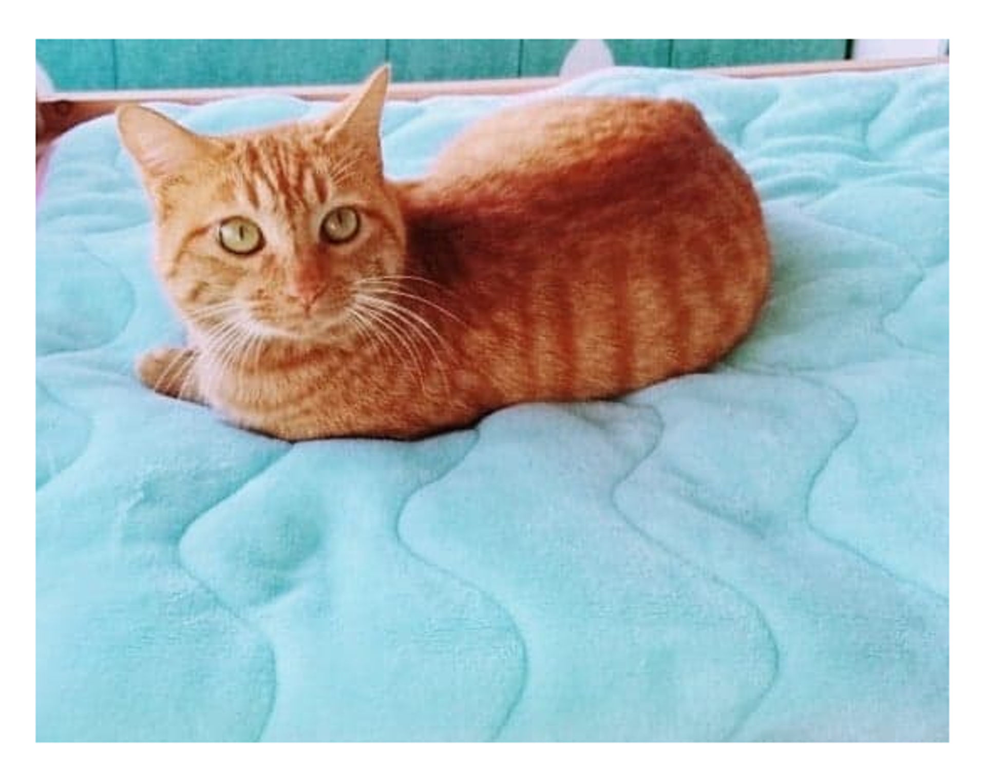 雑種（ミックス猫）・オスの里親募集の写真