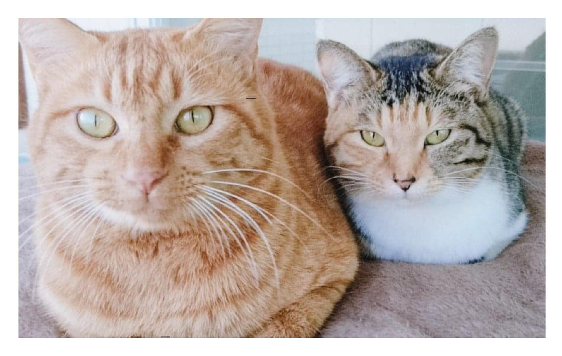 pet-image-2