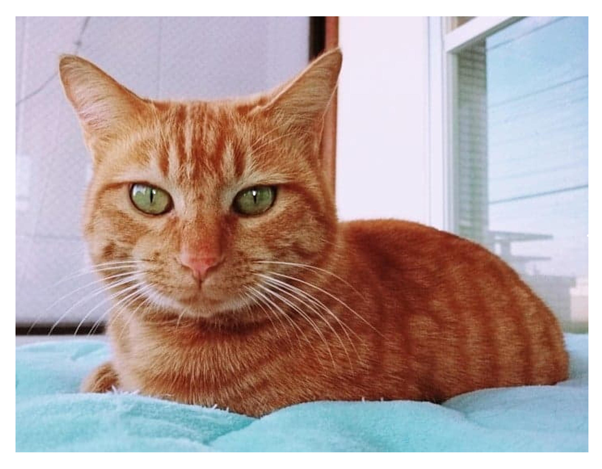 pet-image-3