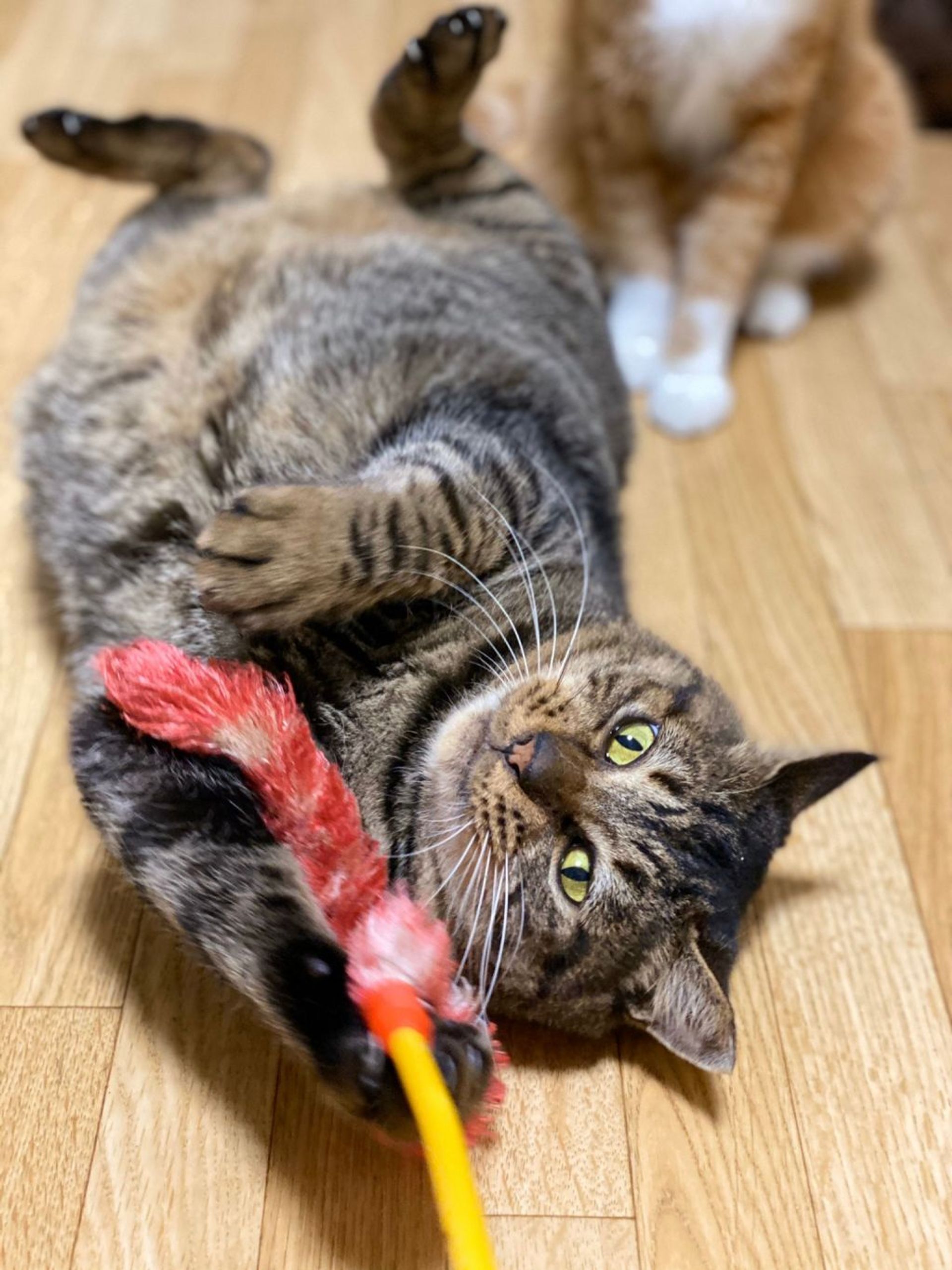 雑種（ミックス猫）・オスの里親募集の写真