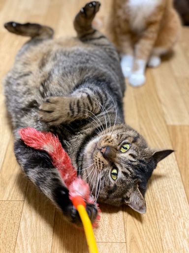 ちびっこの写真