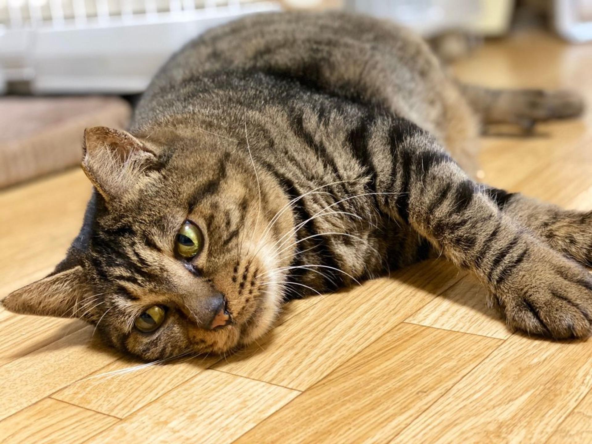 pet-image-2