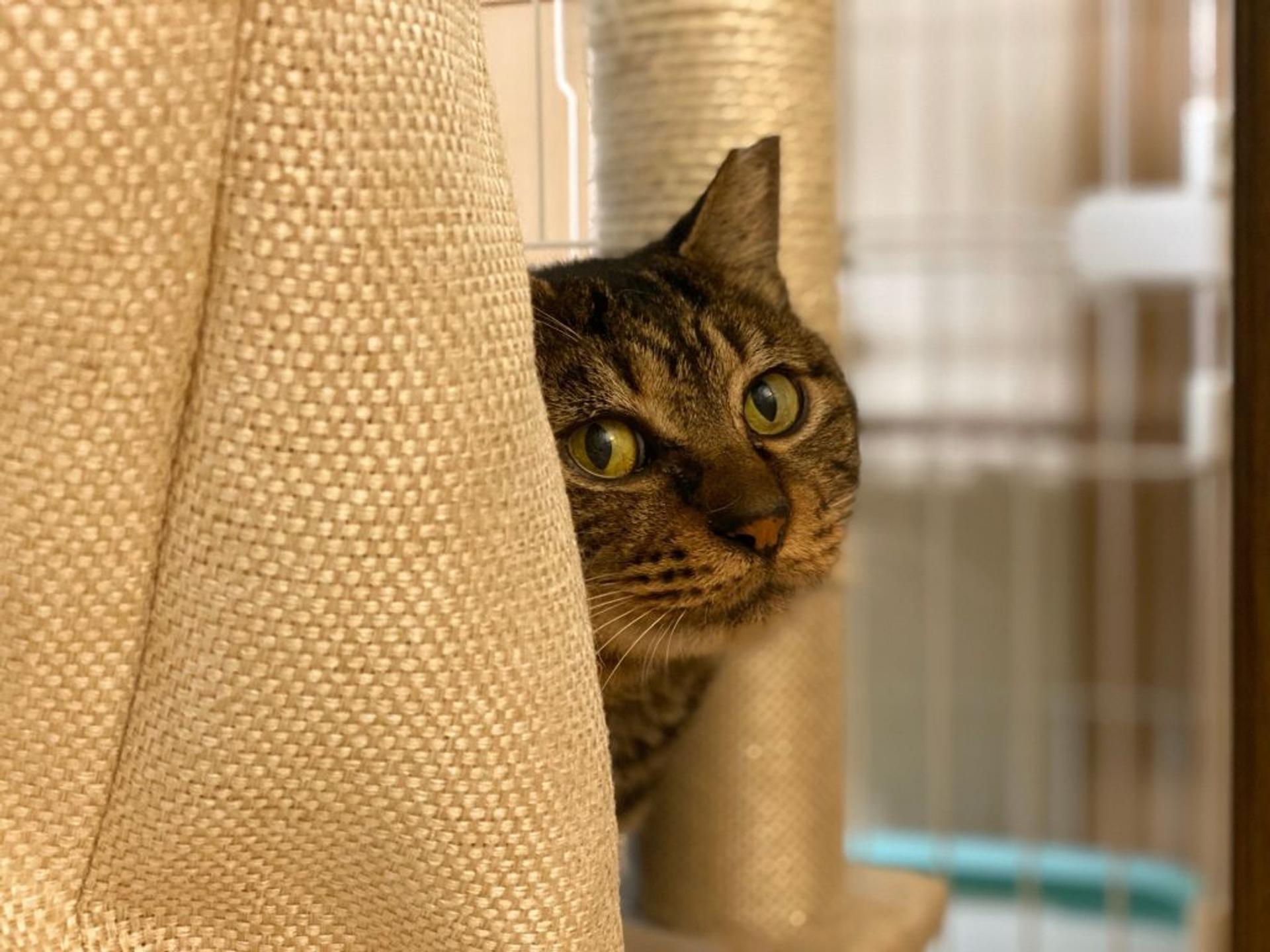 pet-image-3