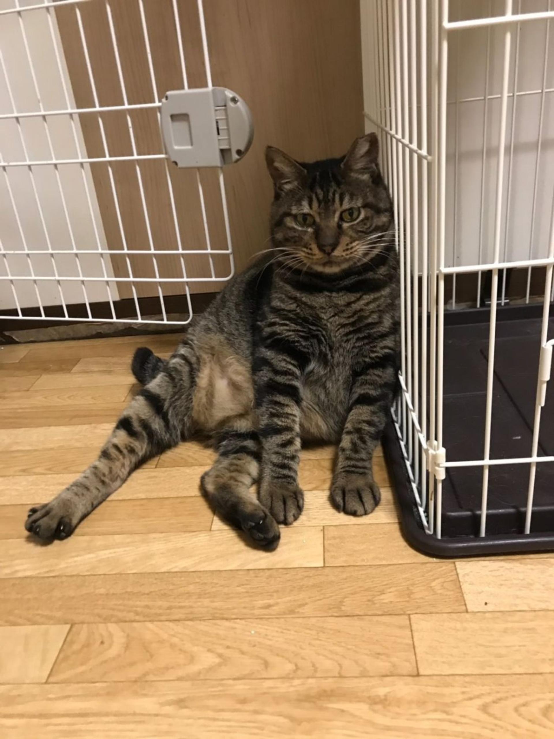 pet-image-5