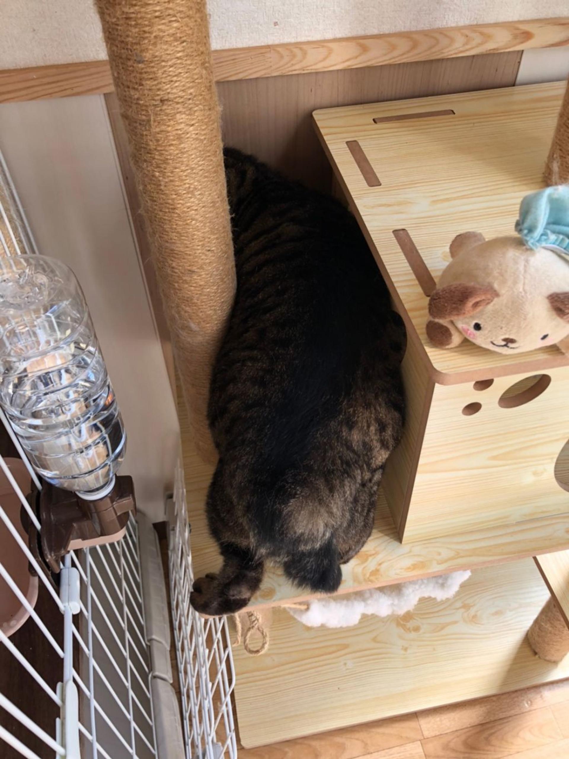 pet-image-6