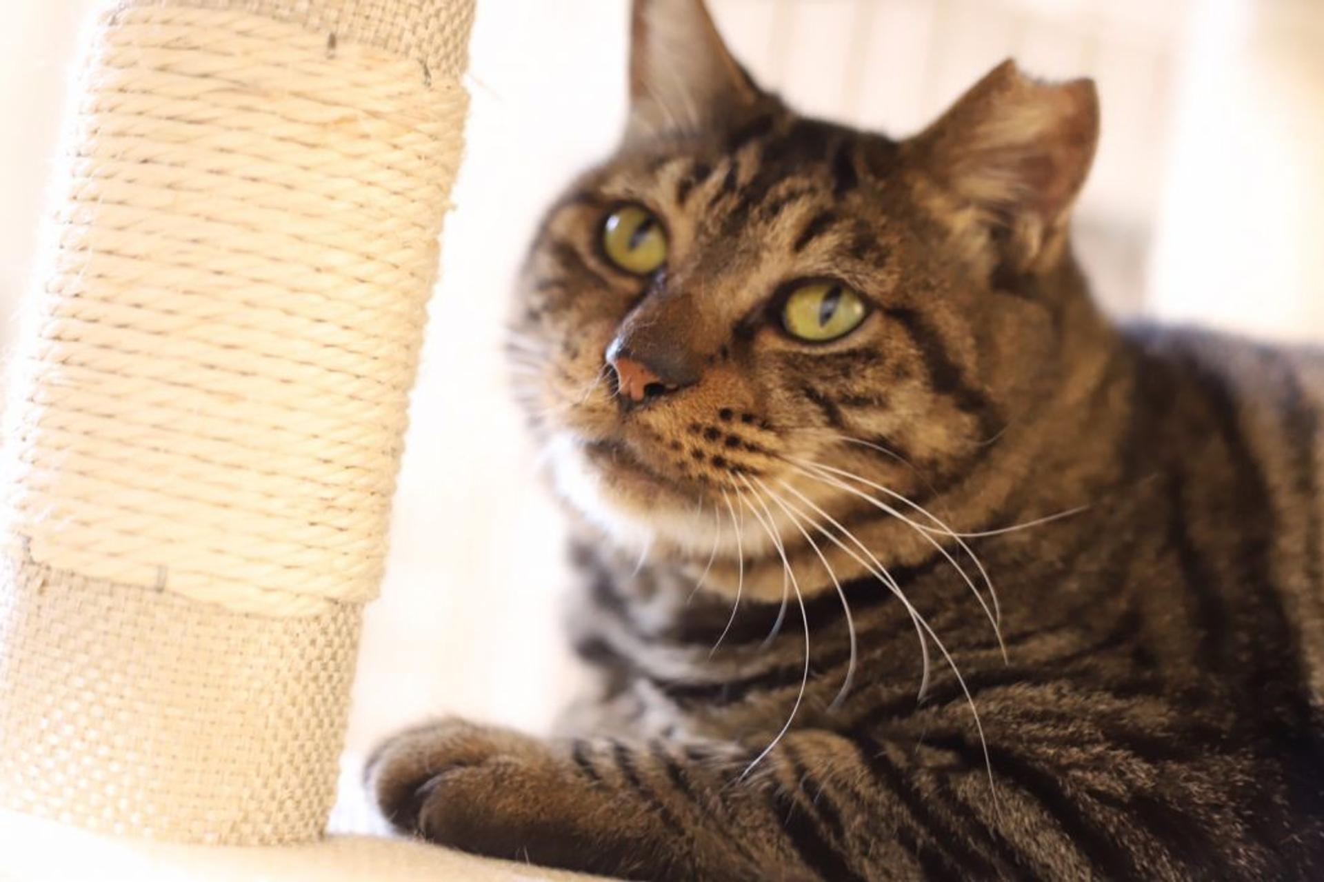 pet-image-9