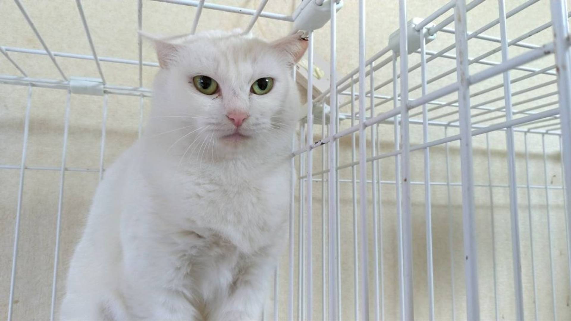 雑種（ミックス猫）・メスの里親募集の写真