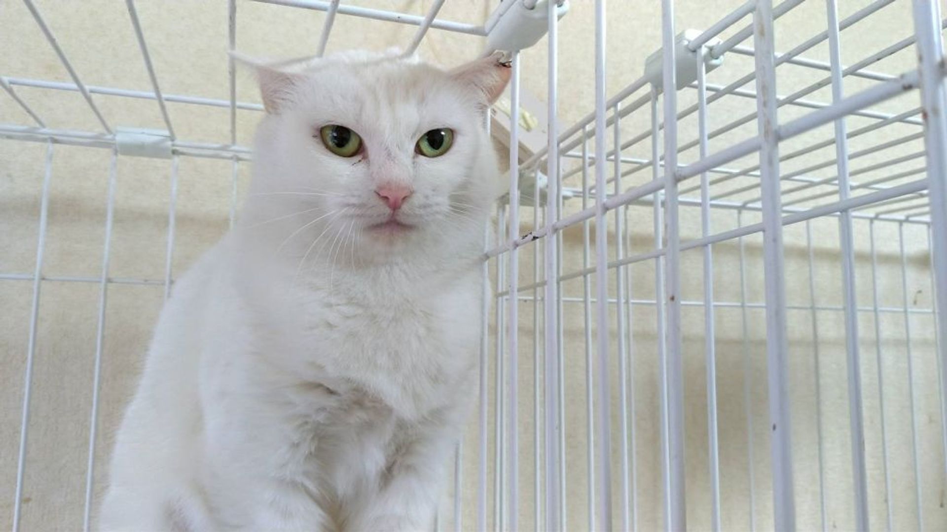 雑種（ミックス猫）・メスの里親募集の写真