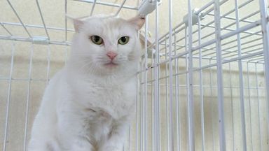 ドロンの写真