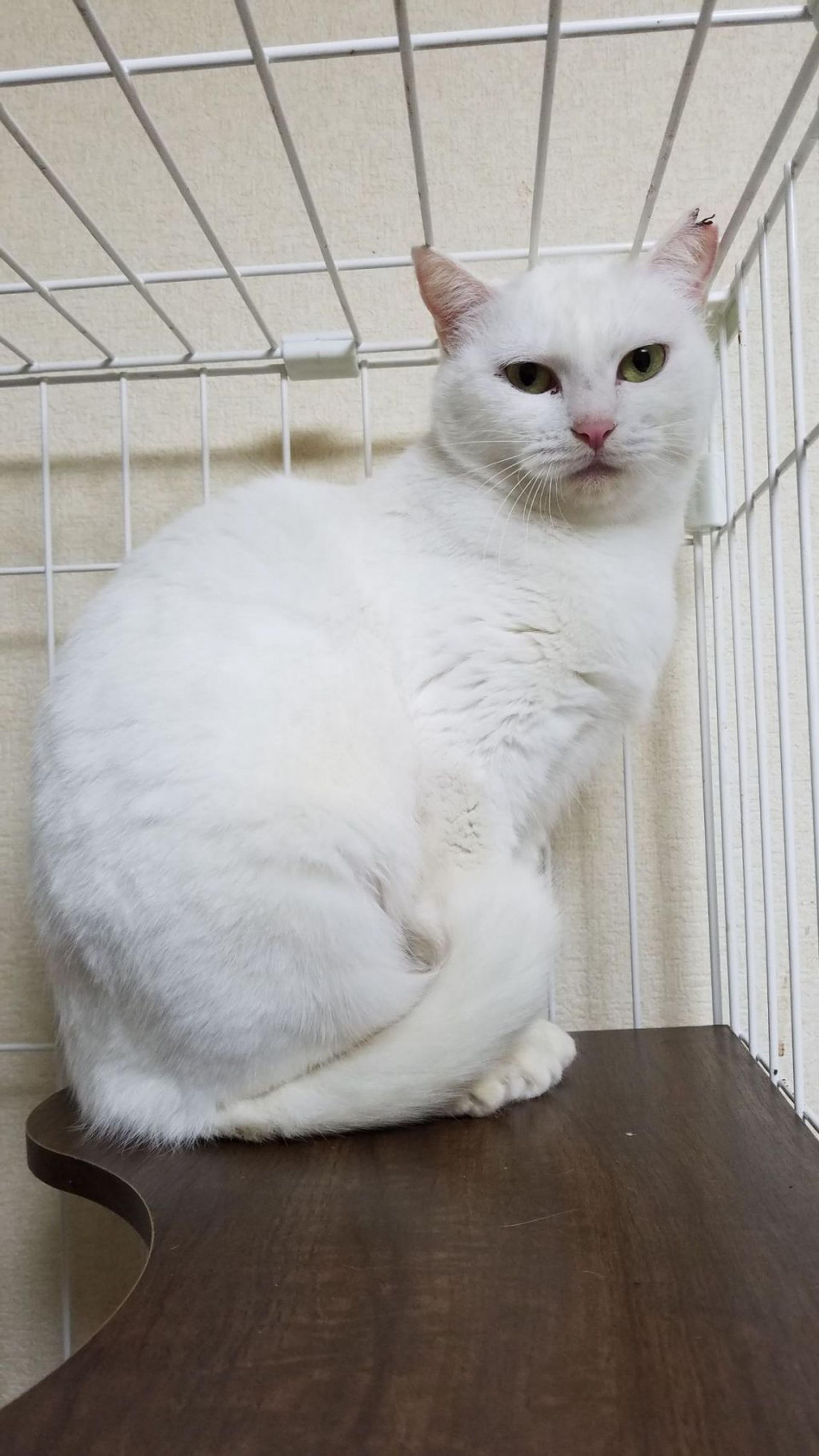 pet-image-2