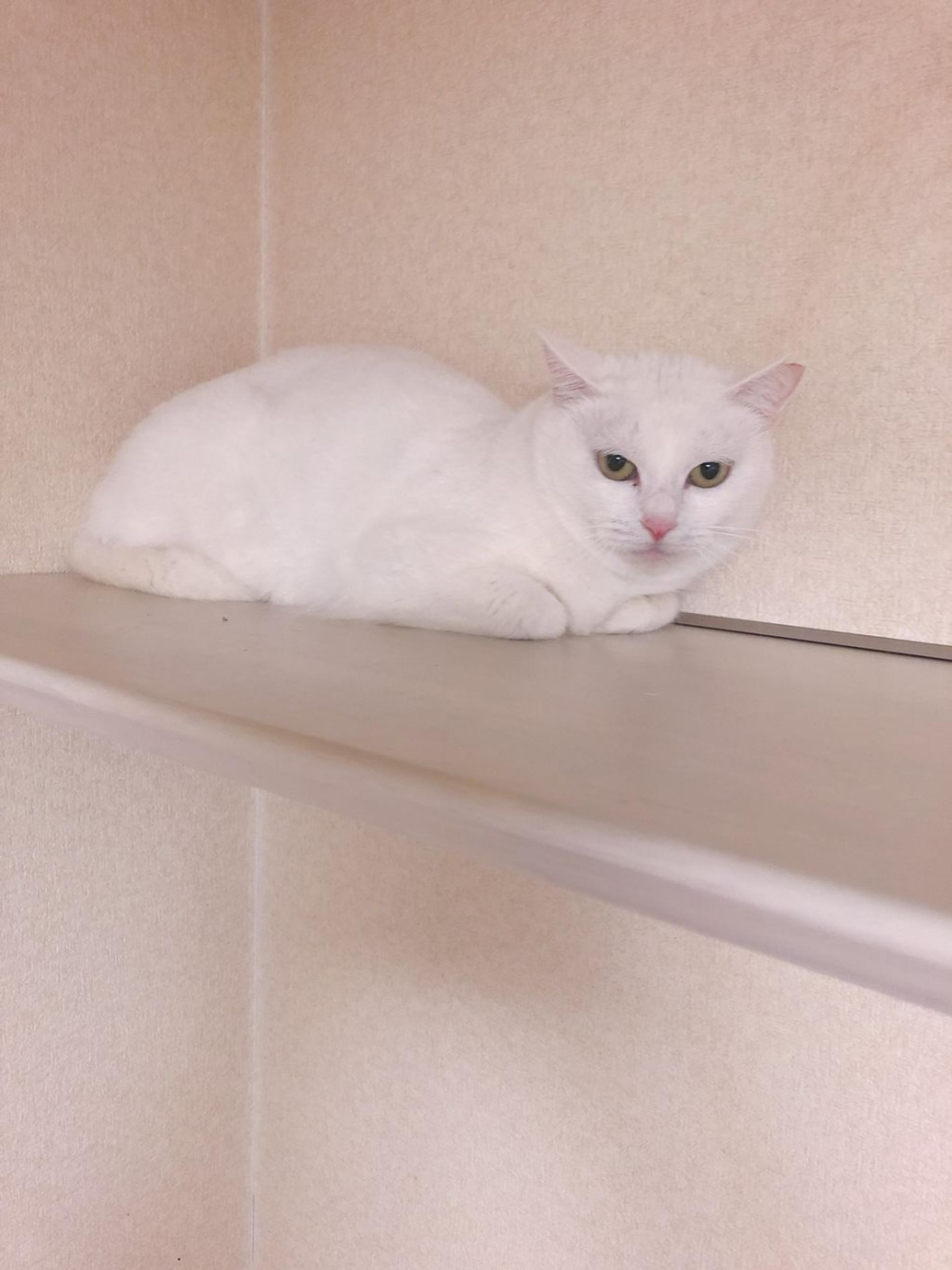 pet-image-3