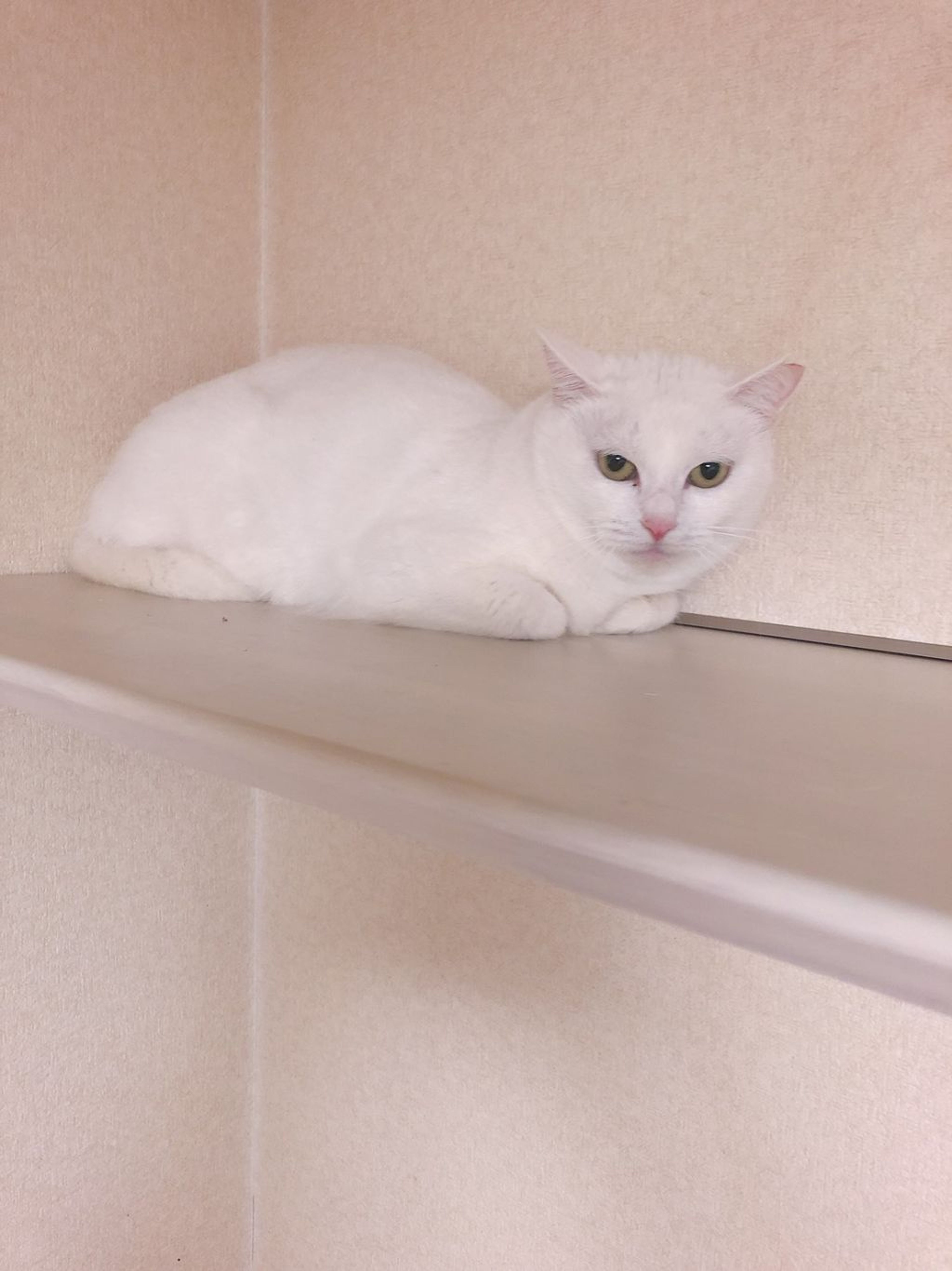 pet-image-3