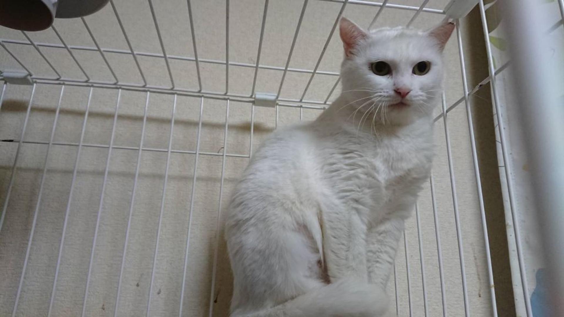pet-image-4