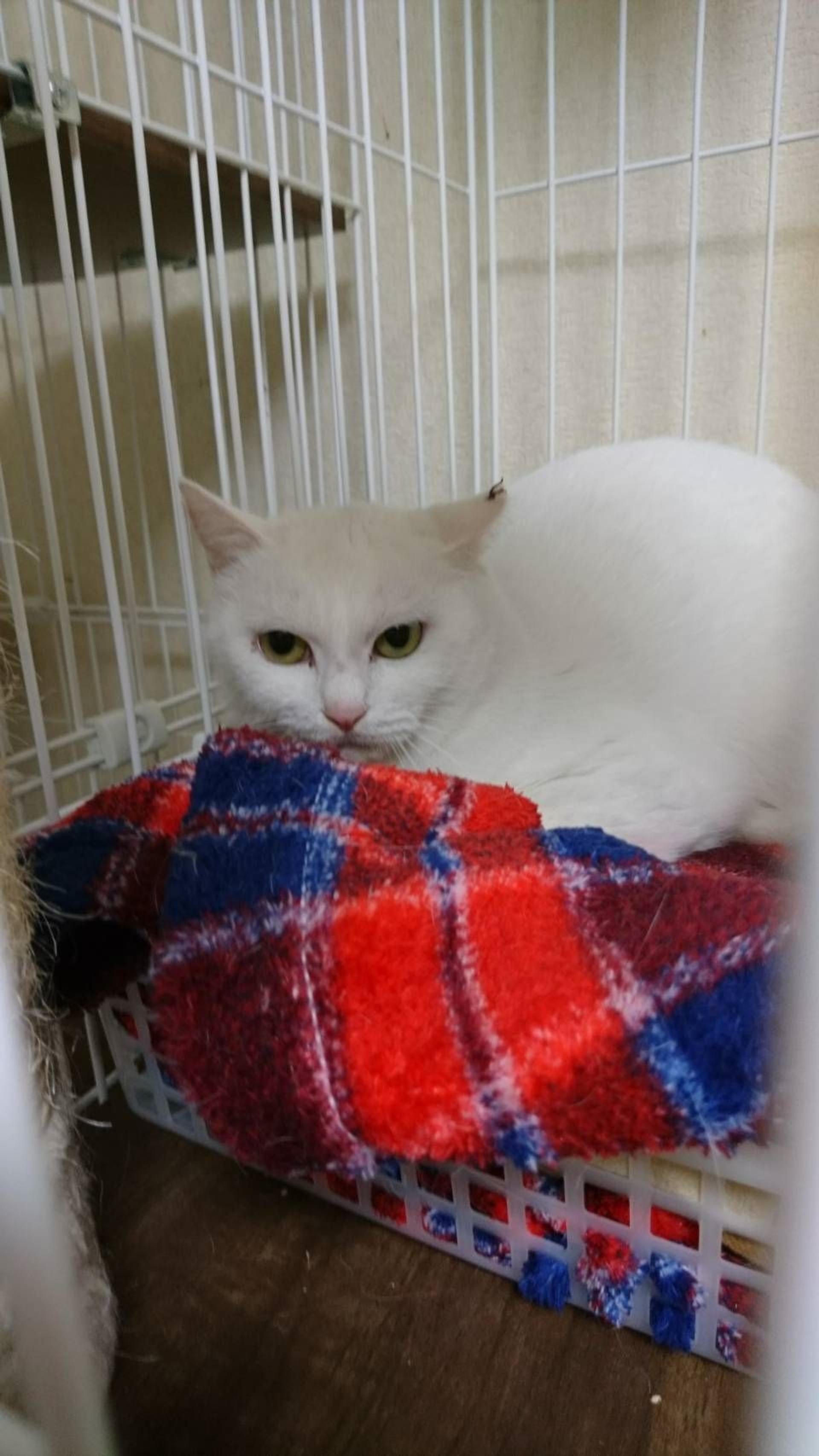 pet-image-5